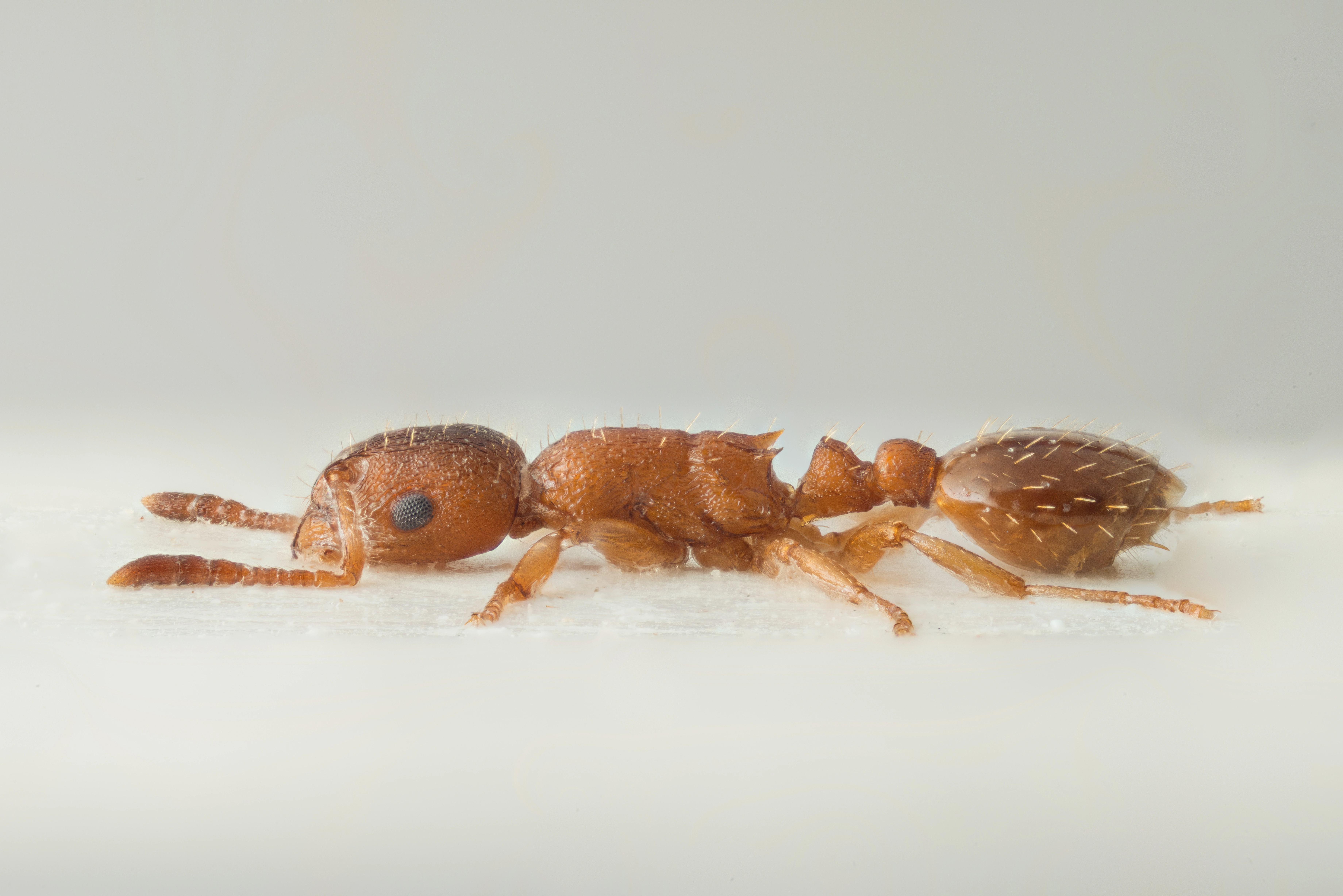 : Leptothorax gredleri.