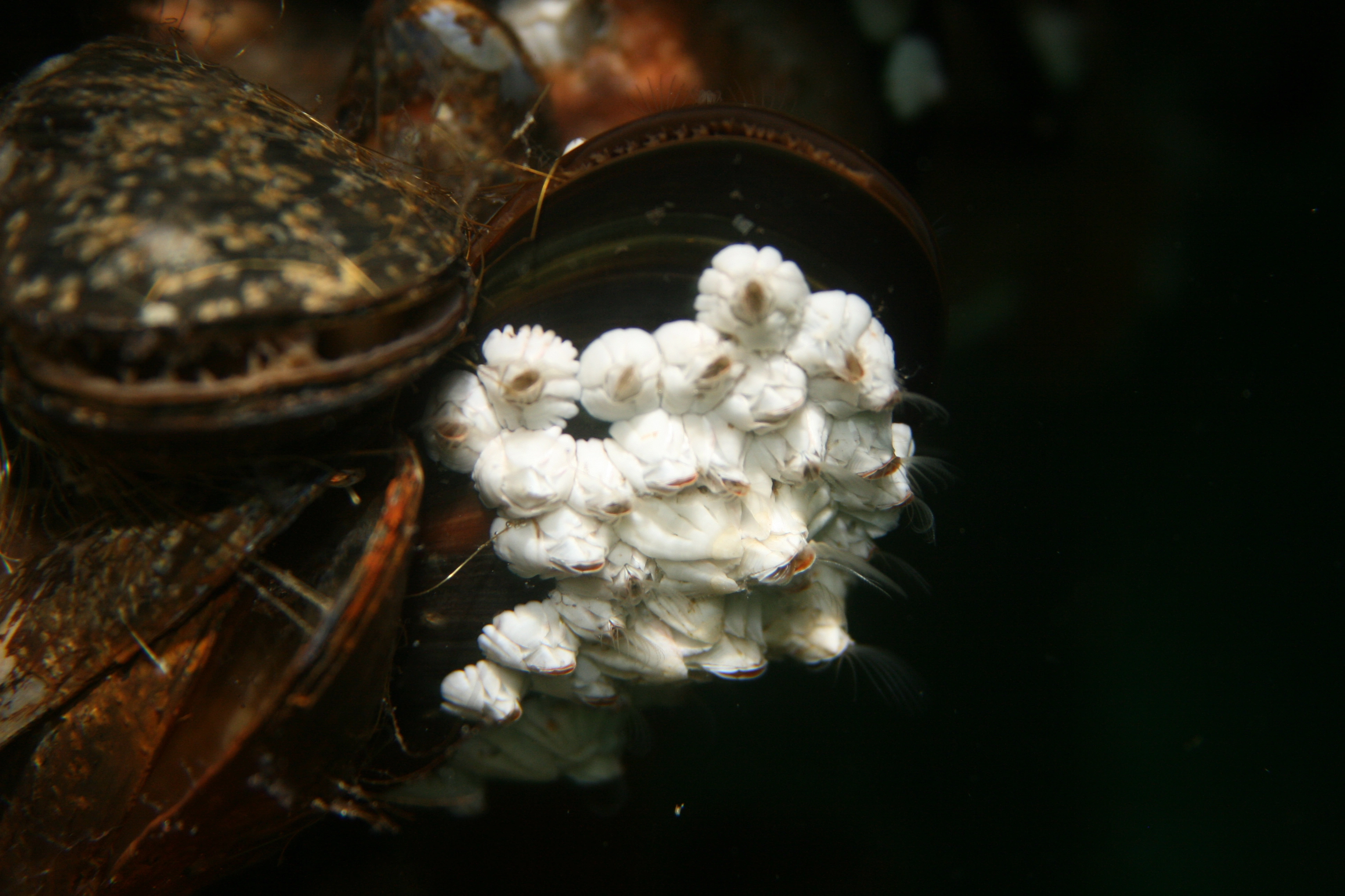 : Semibalanus balanoides.