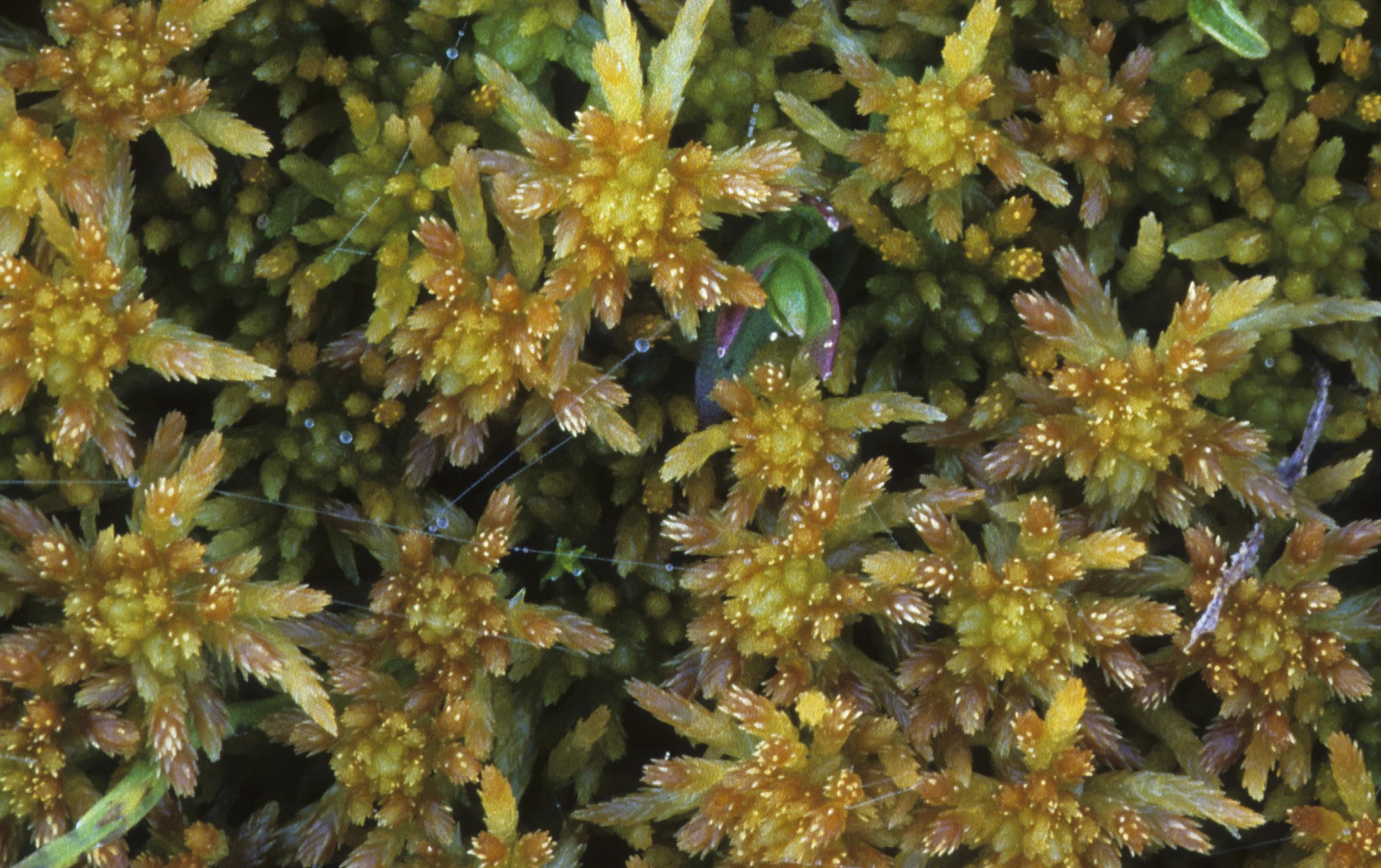 : Sphagnum (Acutifolia) girgensohnii. : Sphagnum (Acutifolia) concinnum.