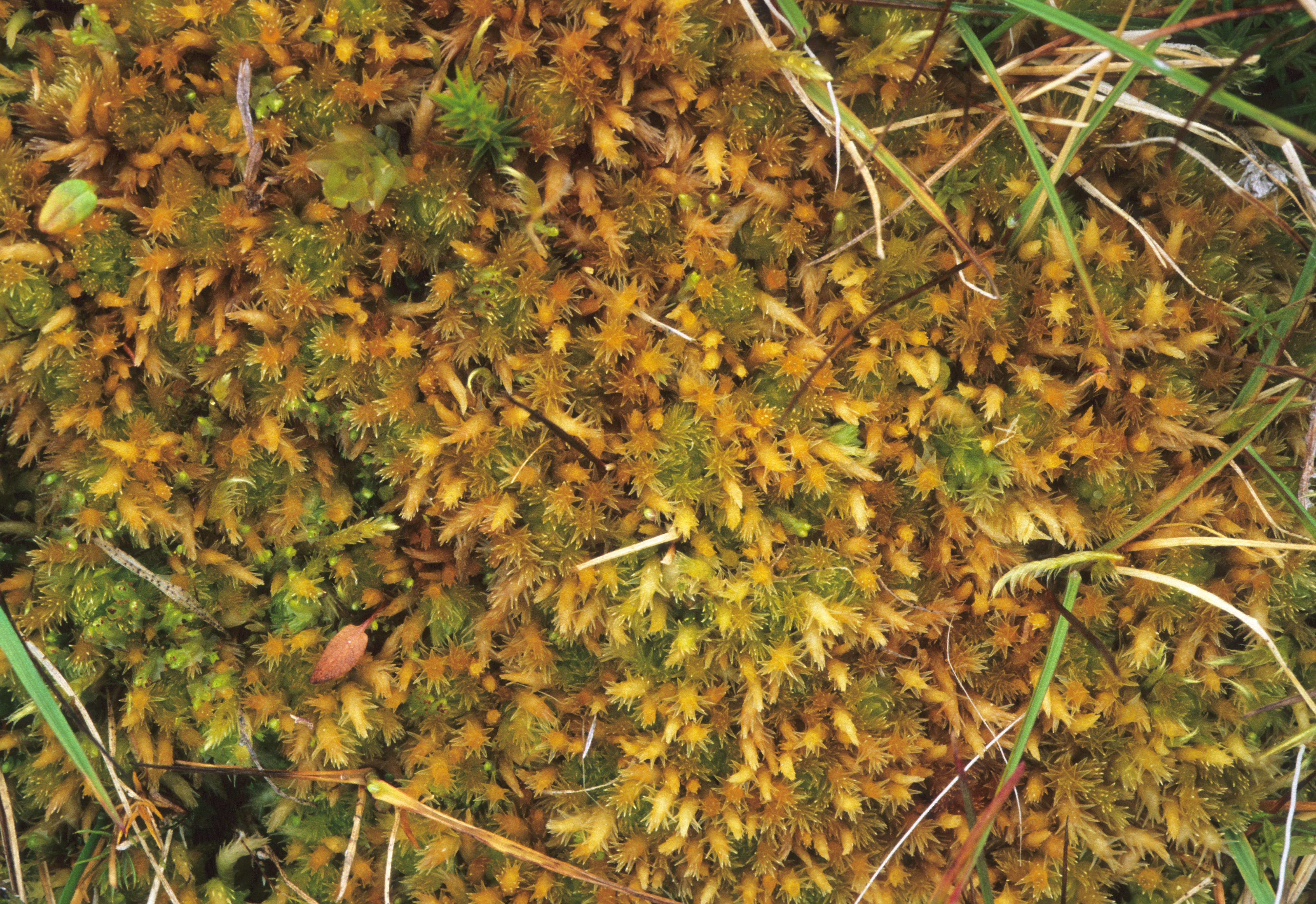 : Sphagnum (Acutifolia) squarrosum.