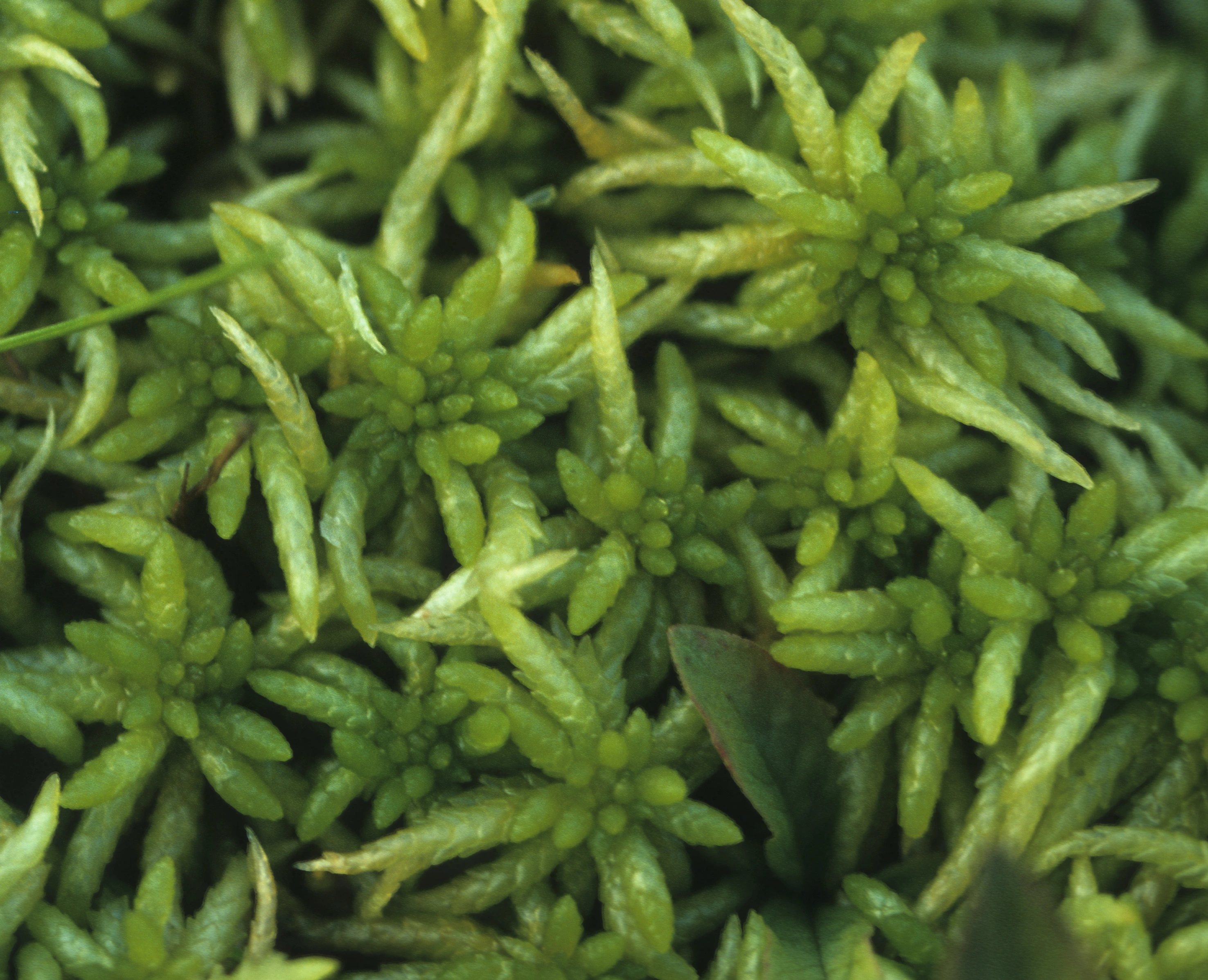 : Sphagnum (Sphagnum) affine.