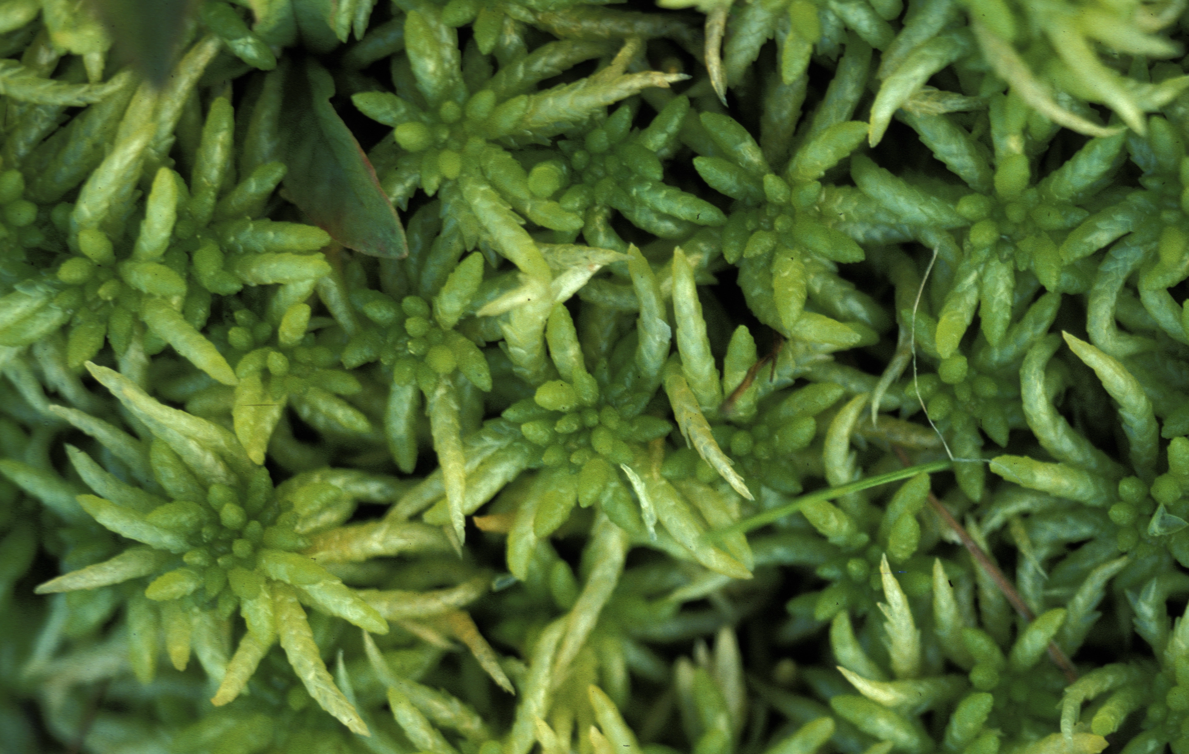 : Sphagnum (Sphagnum) affine.