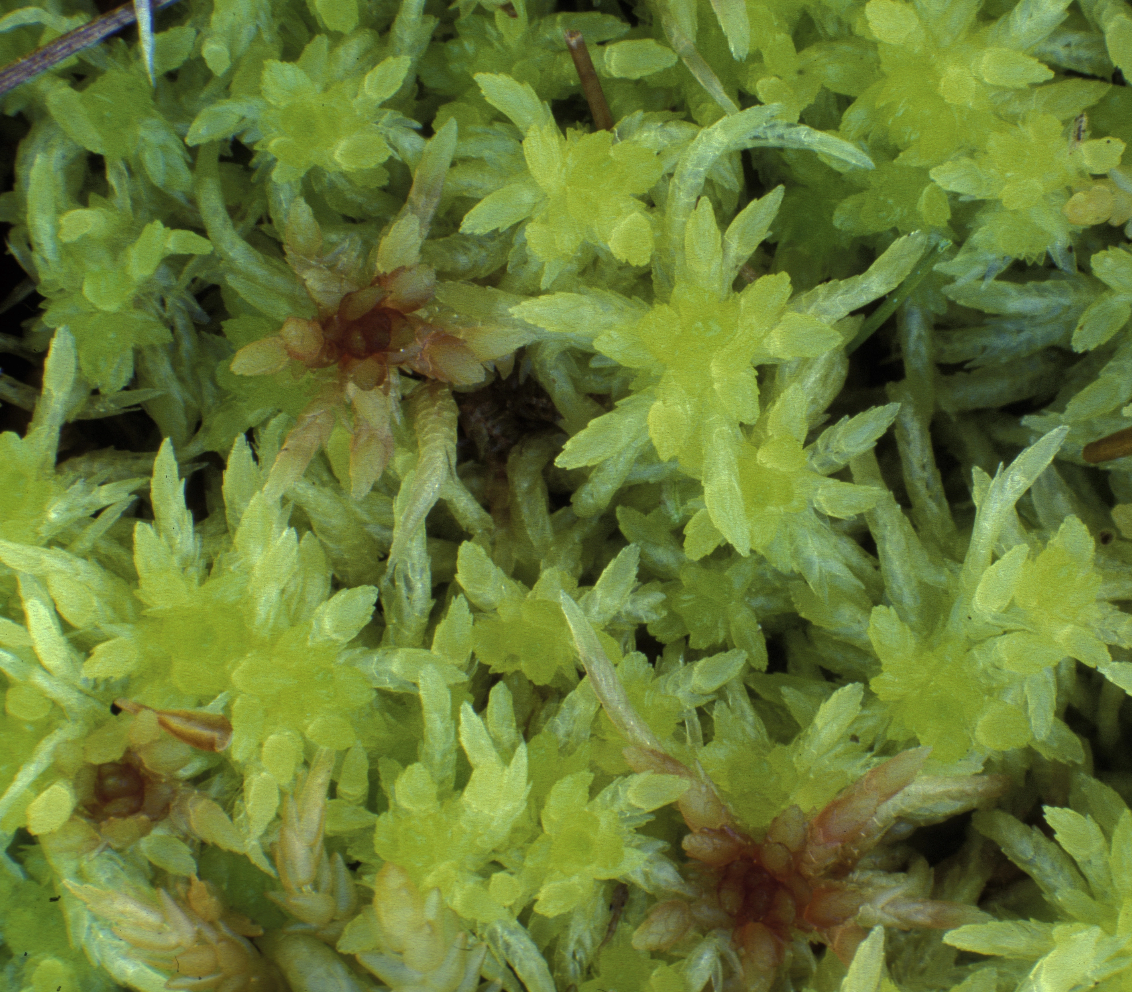 : Sphagnum (Acutifolia) angermanicum.