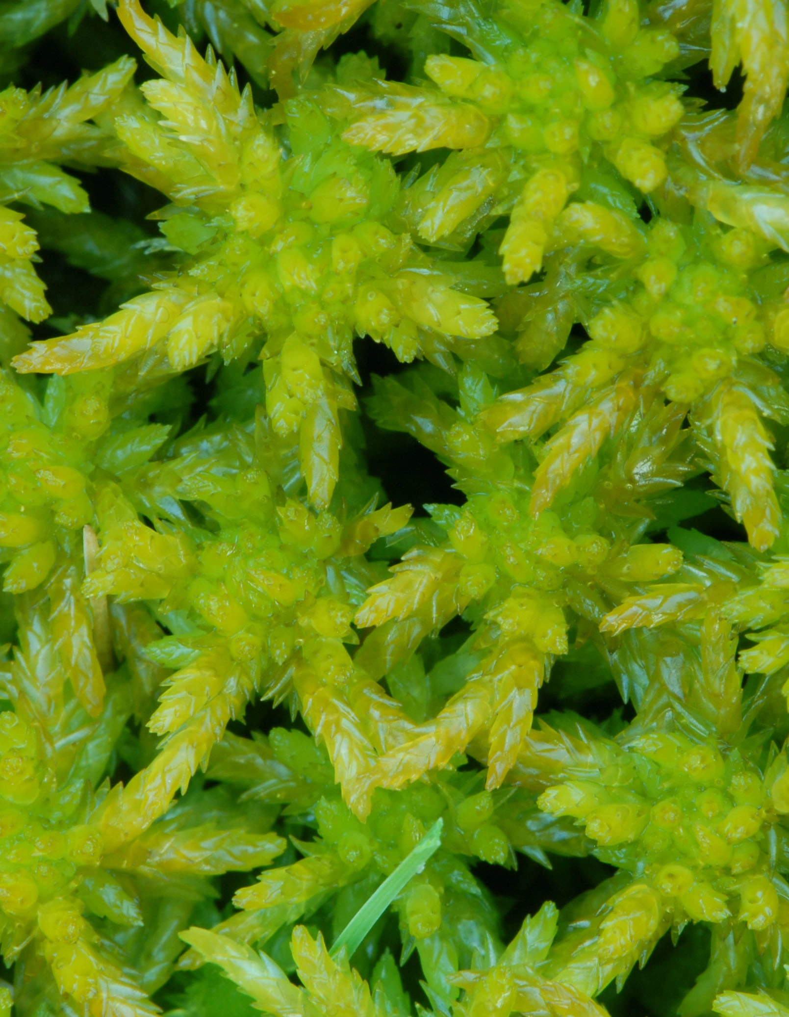 : Sphagnum (Subsecunda) inundatum.