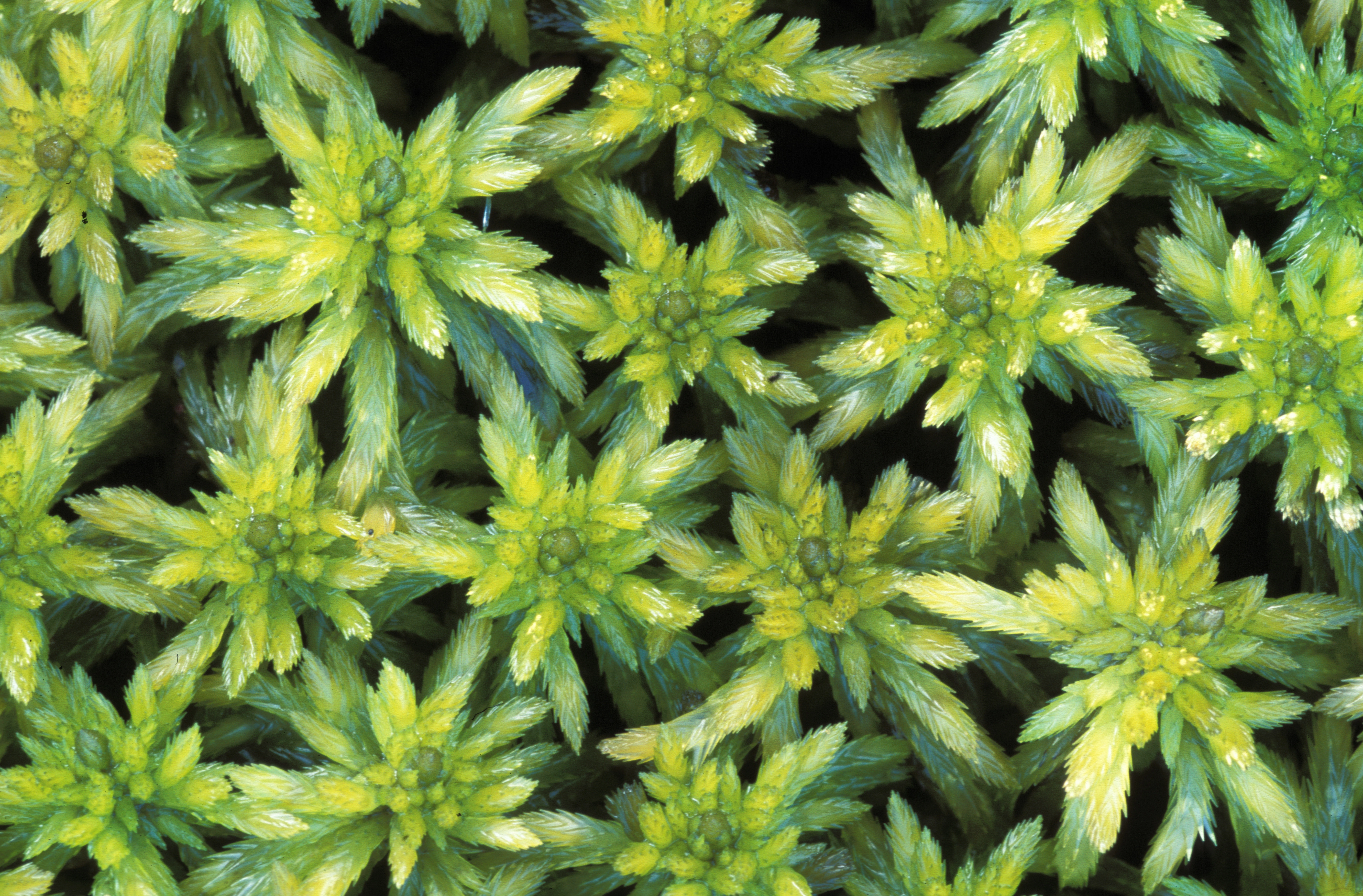 : Sphagnum (Cuspidata) lindbergii.