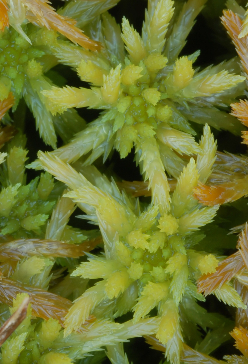 : Sphagnum majus norvegicum.