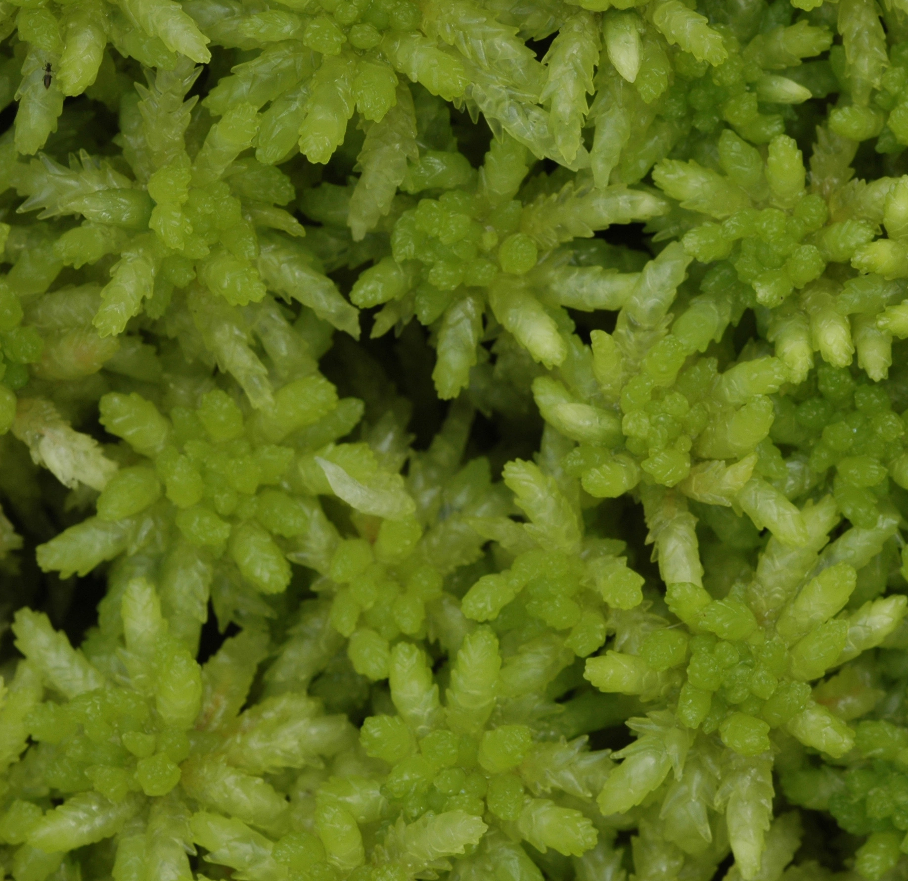 : Sphagnum (Sphagnum) palustre.