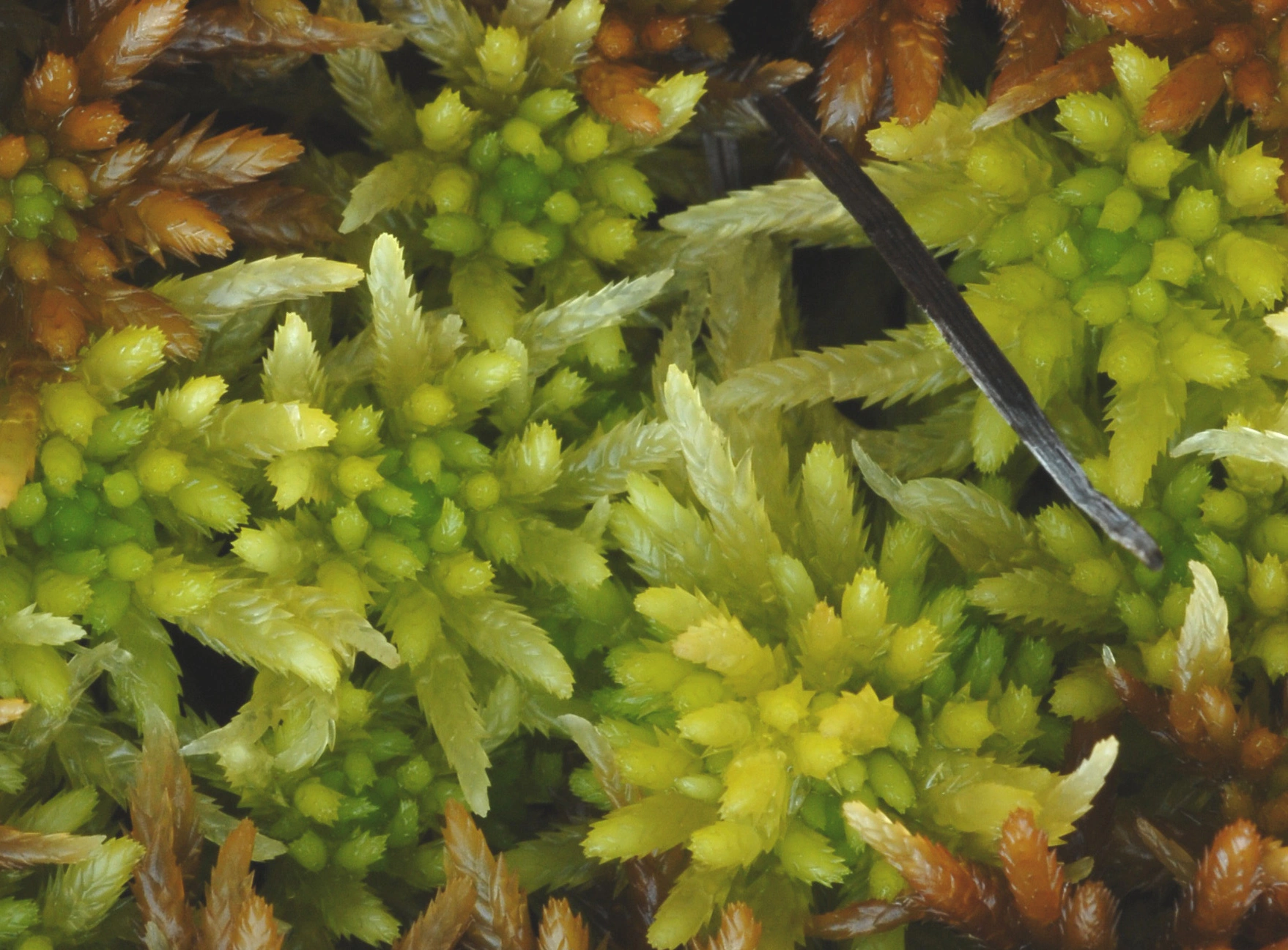 : Sphagnum pulchrum.