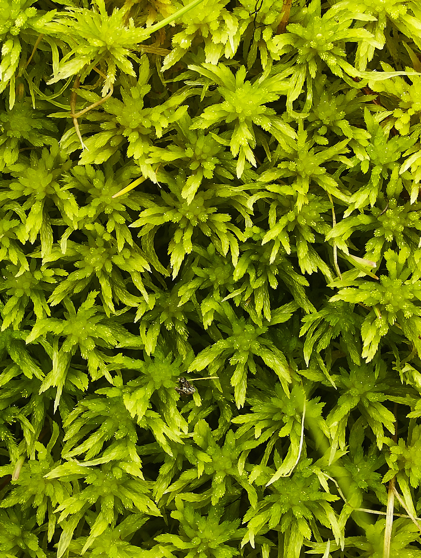 : Sphagnum (Acutifolia) rubiginosum.