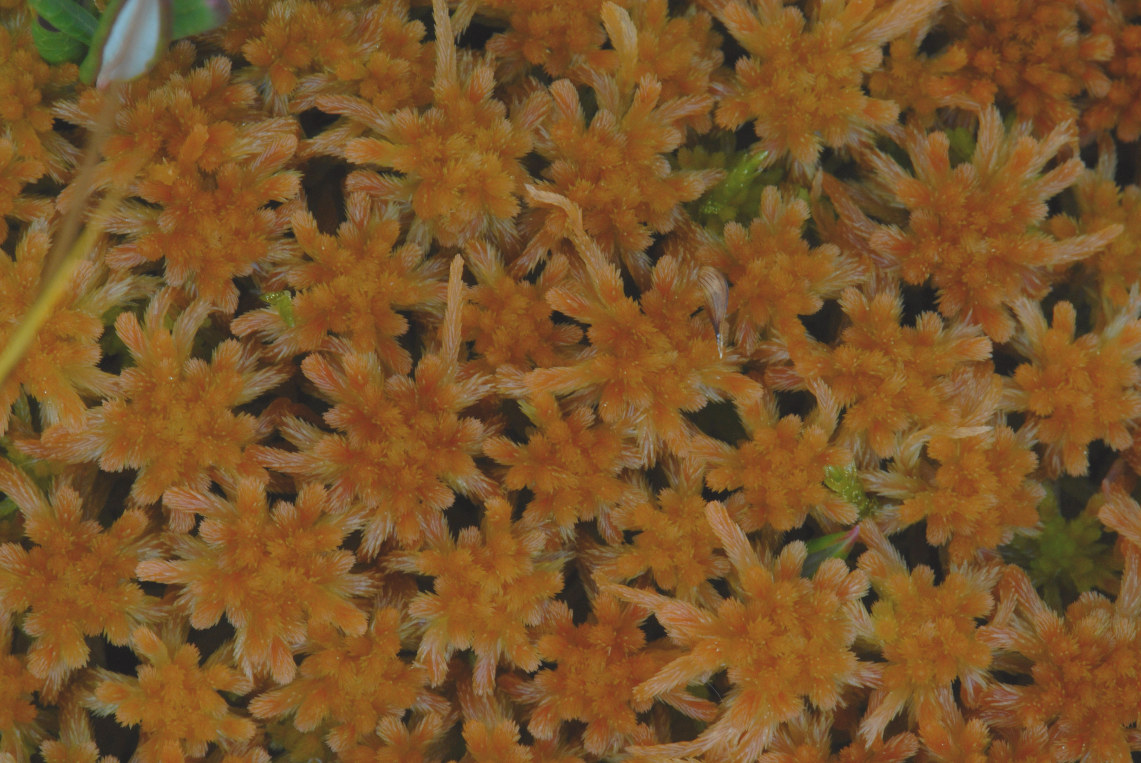 : Sphagnum (Cuspidata) angustifolium.