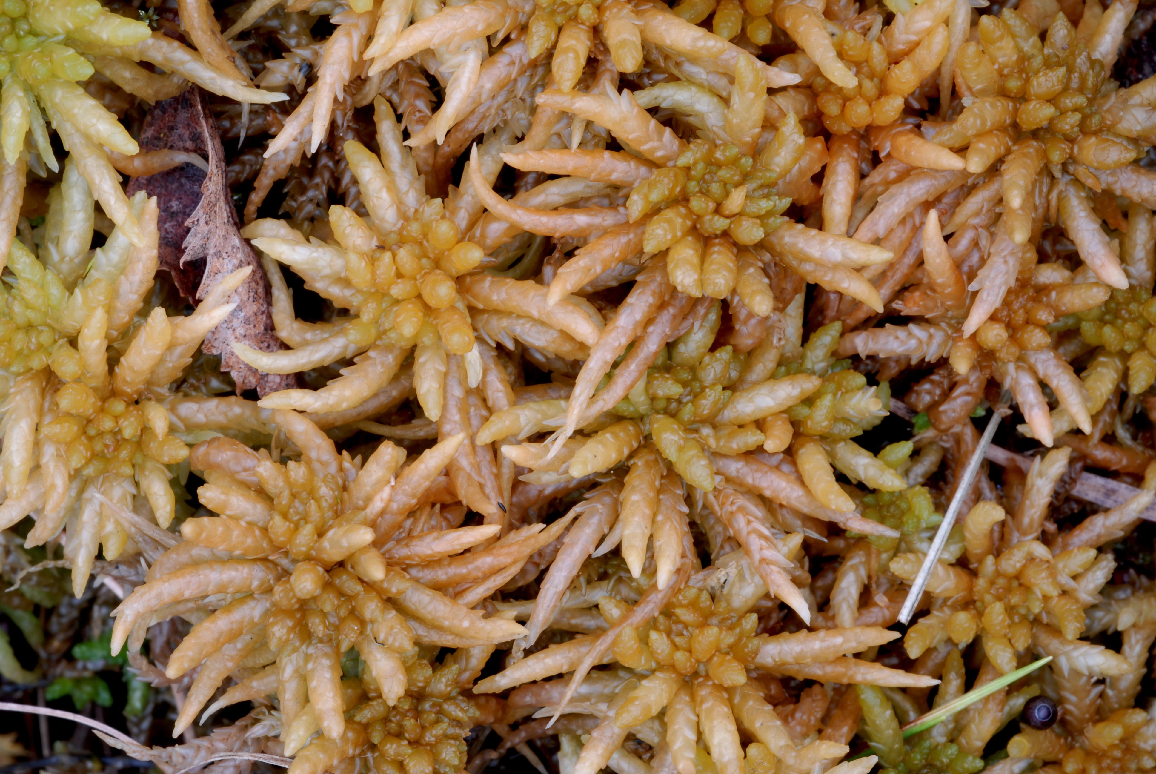 : Sphagnum (Sphagnum) centrale.