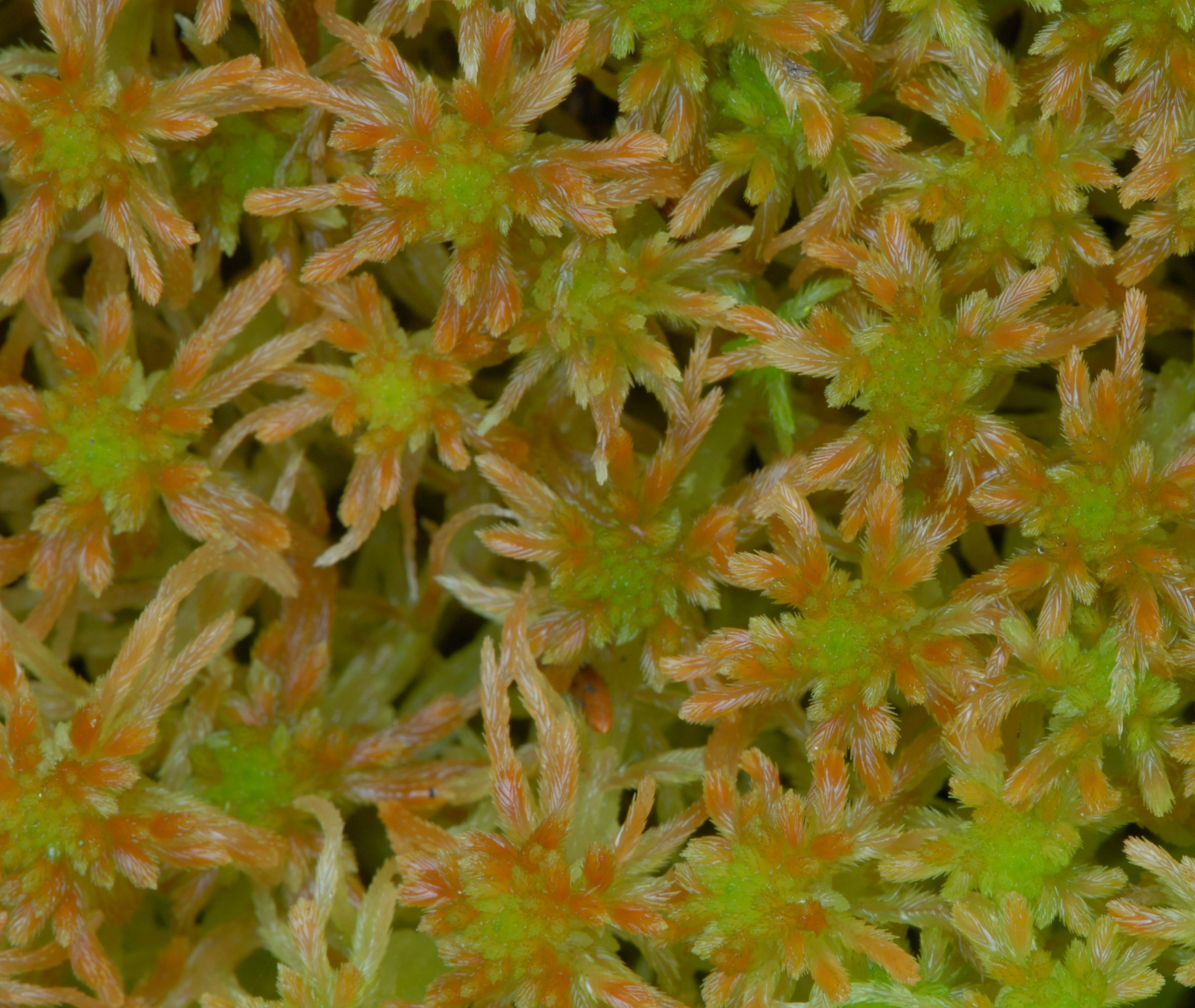 : Sphagnum (Cuspidata) fallax.