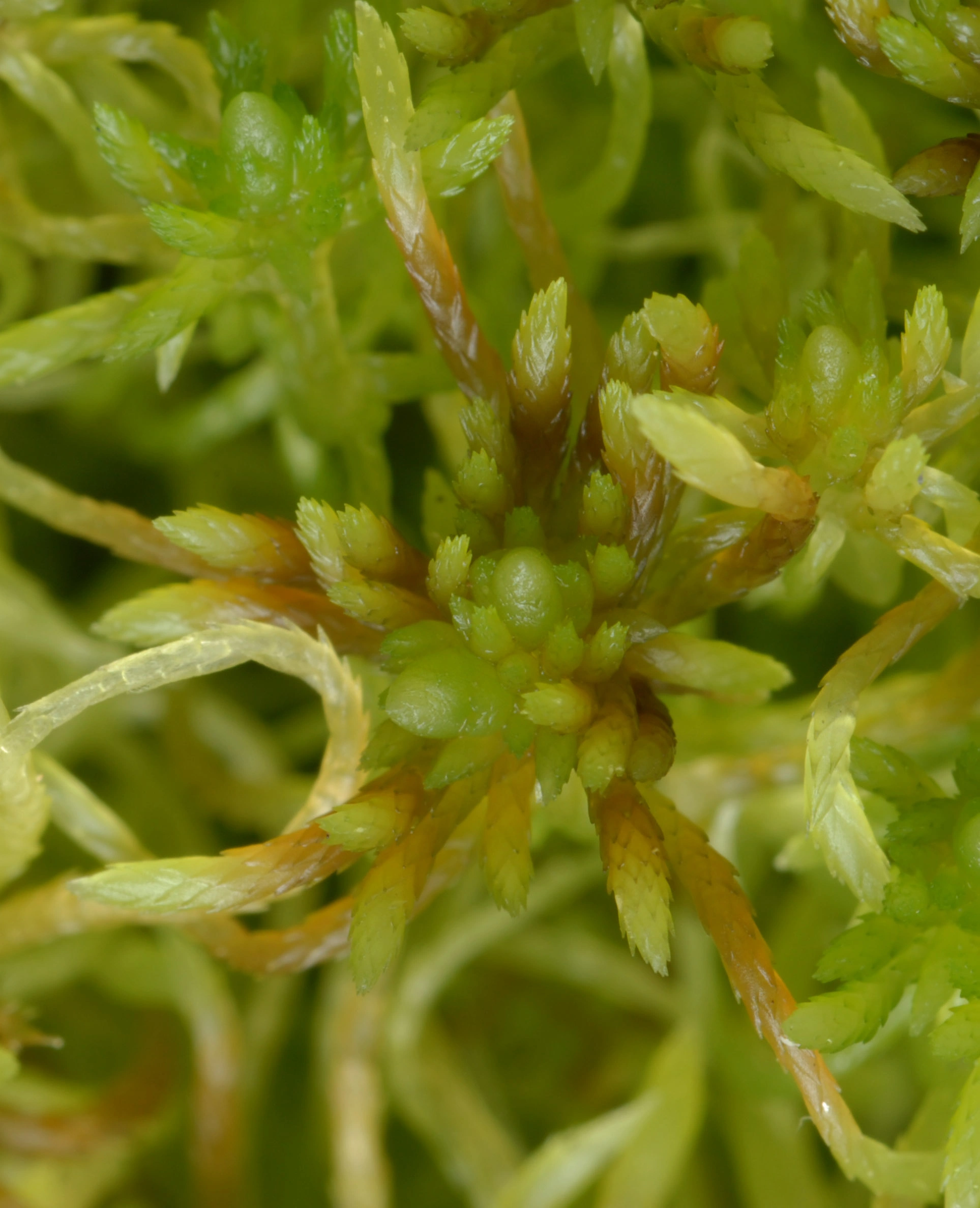 : Sphagnum (Acutifolia) fimbriatum.