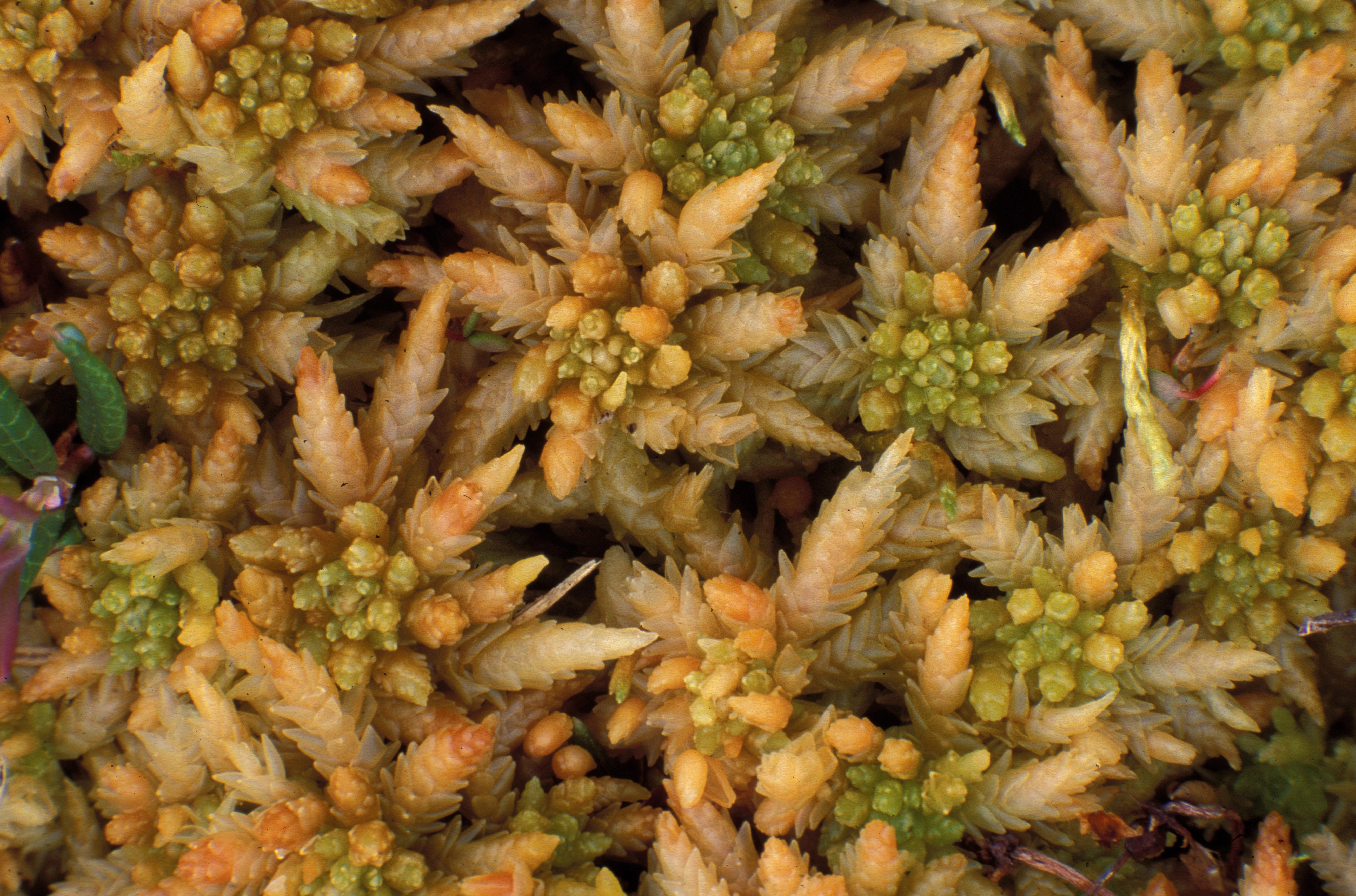 : Sphagnum palustre.