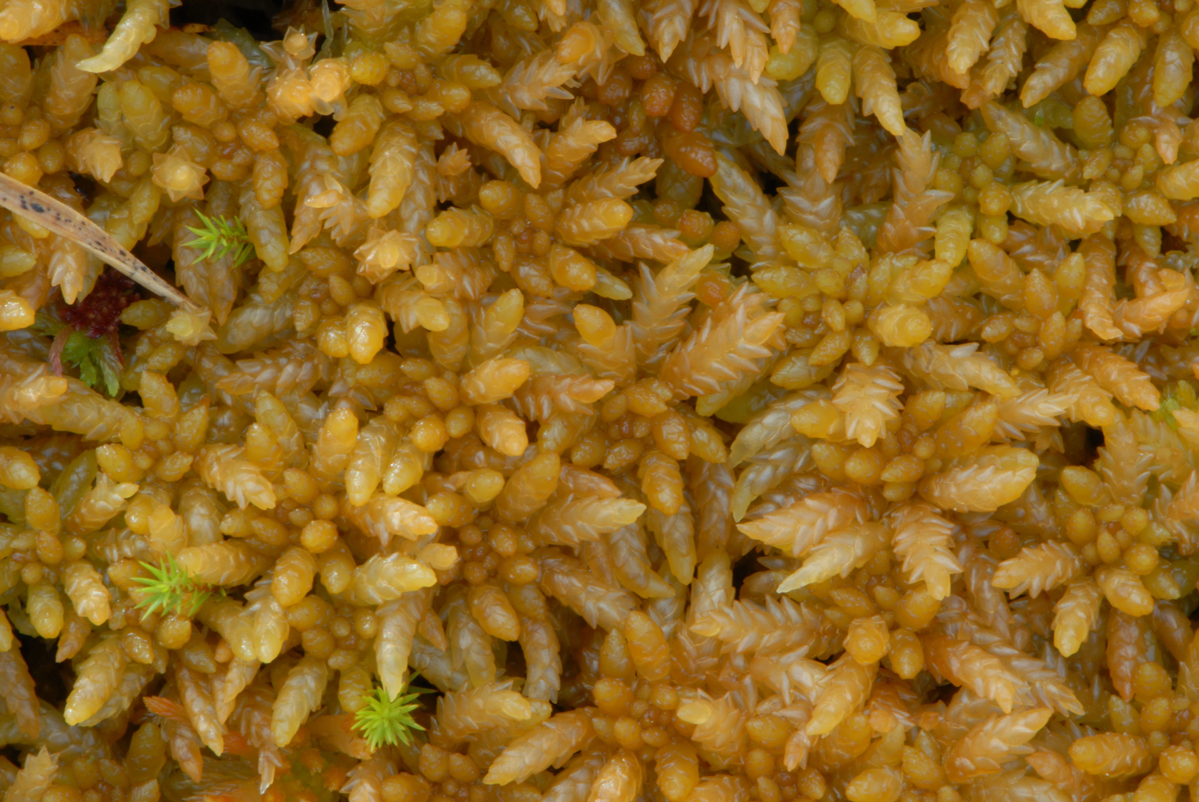 : Sphagnum (Sphagnum) papillosum.