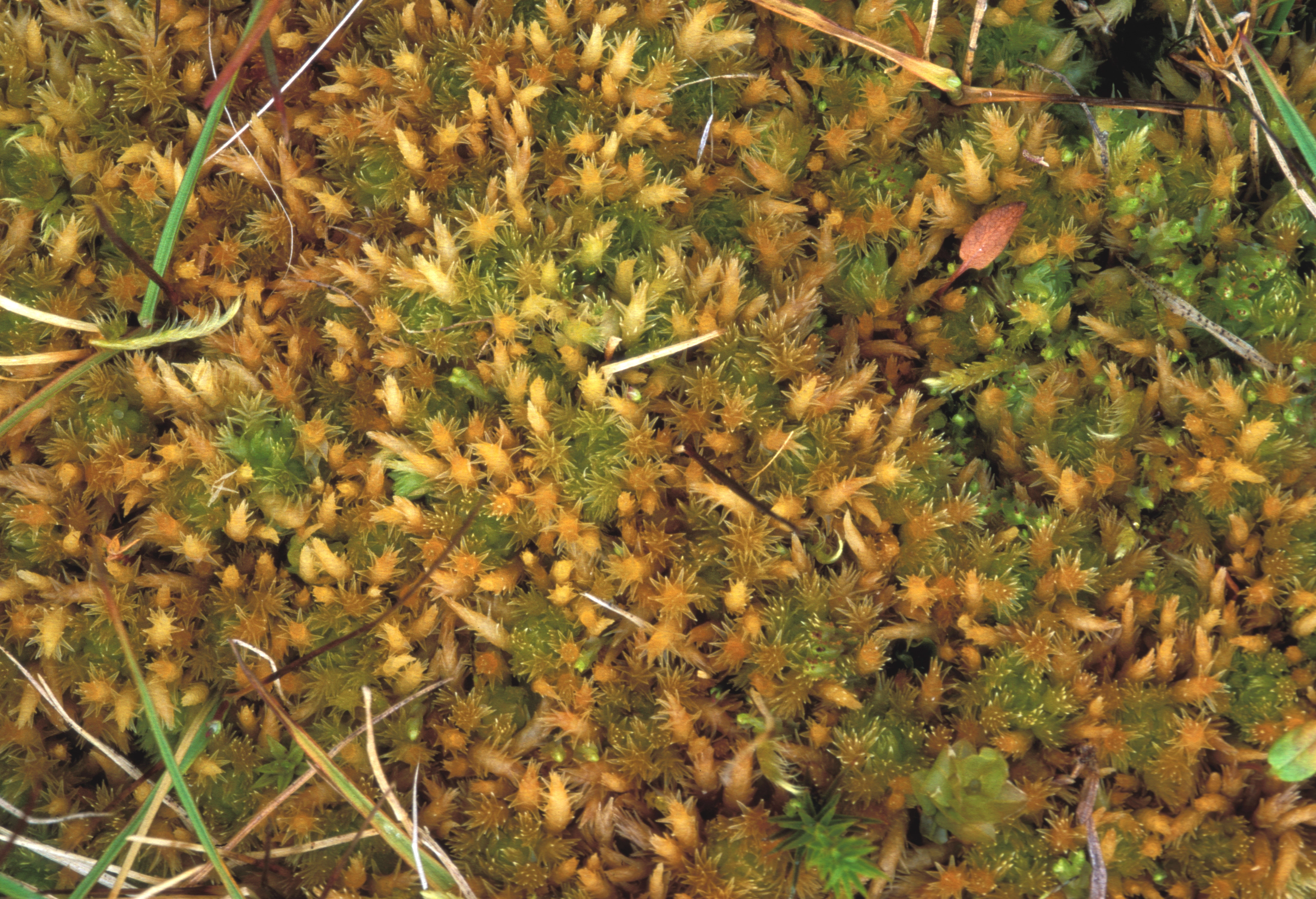 : Sphagnum (Acutifolia) squarrosum.