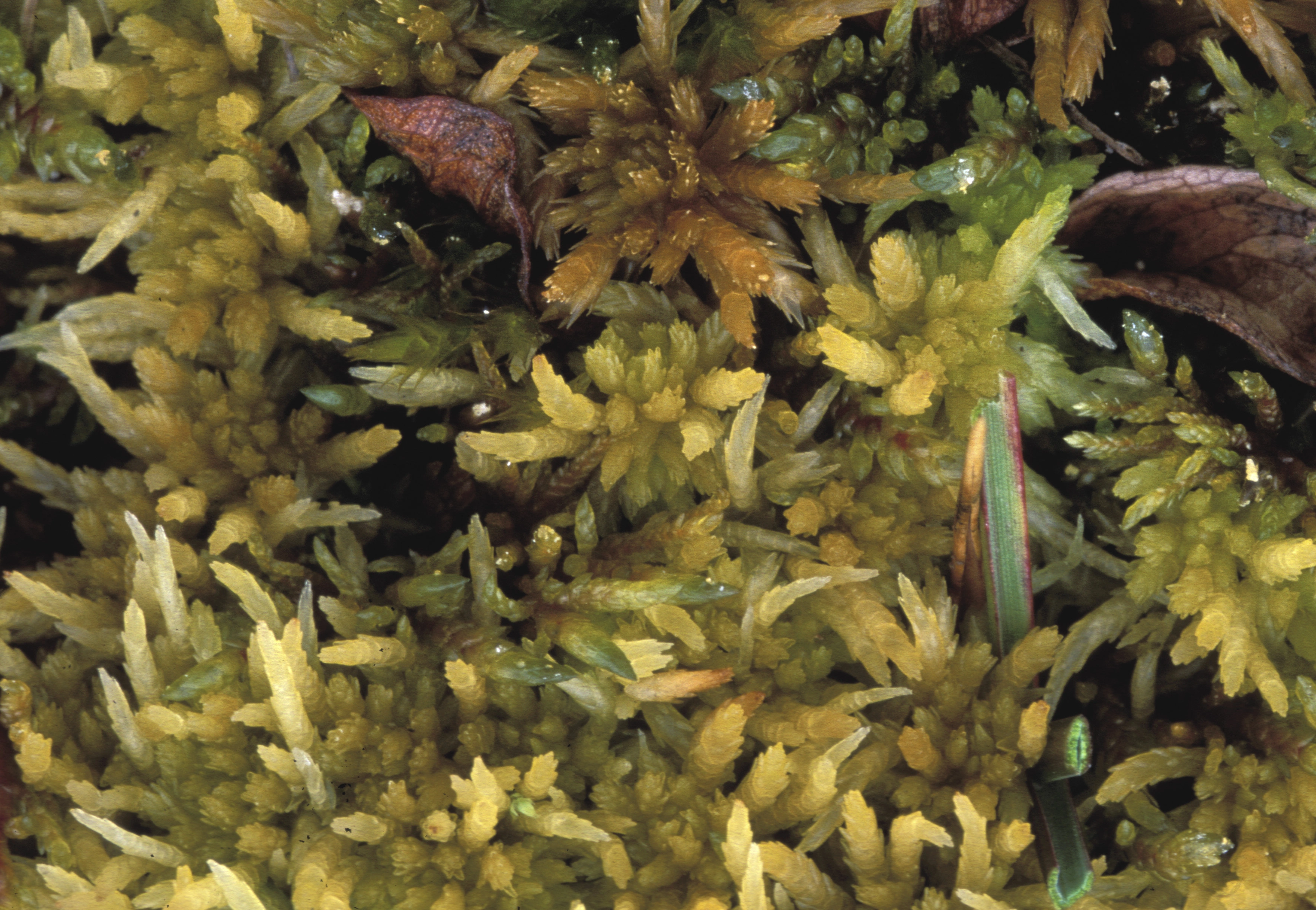 : Sphagnum (Acutifolia) tundrae. : Sphagnum (Acutifolia) teres.