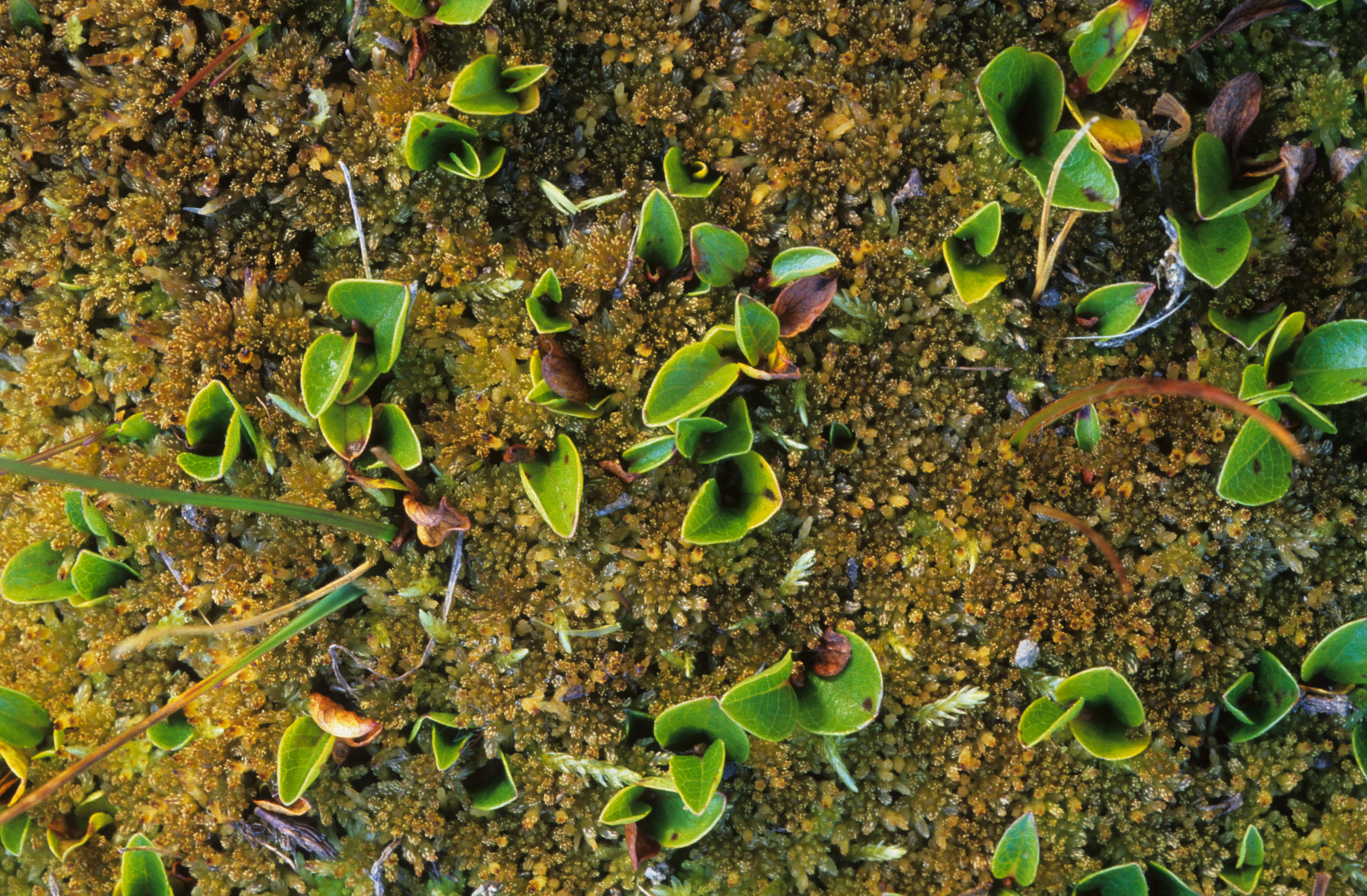 : Sphagnum (Acutifolia) girgensohnii.