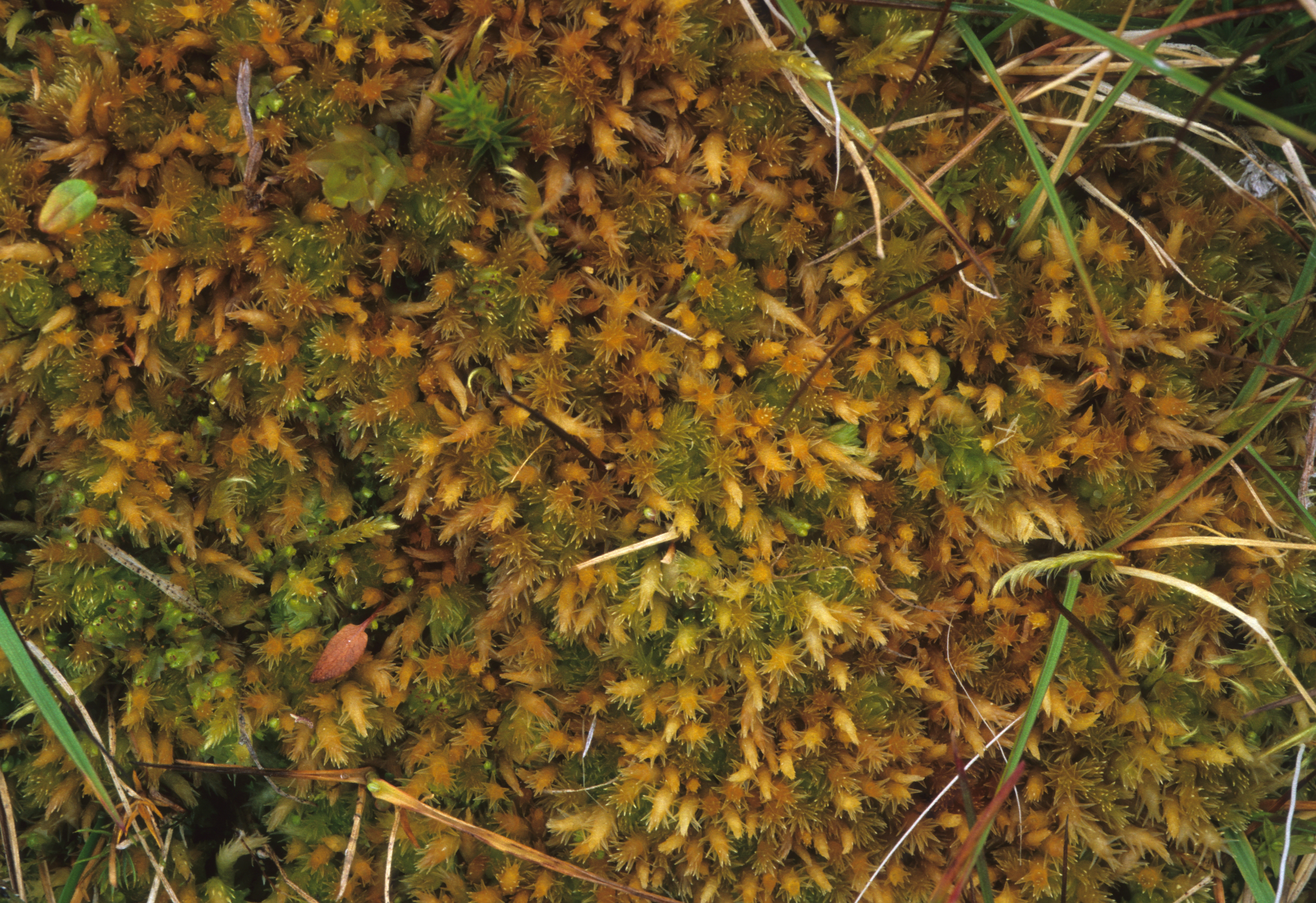 : Sphagnum (Acutifolia) squarrosum.