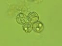 : Myxoproteus.