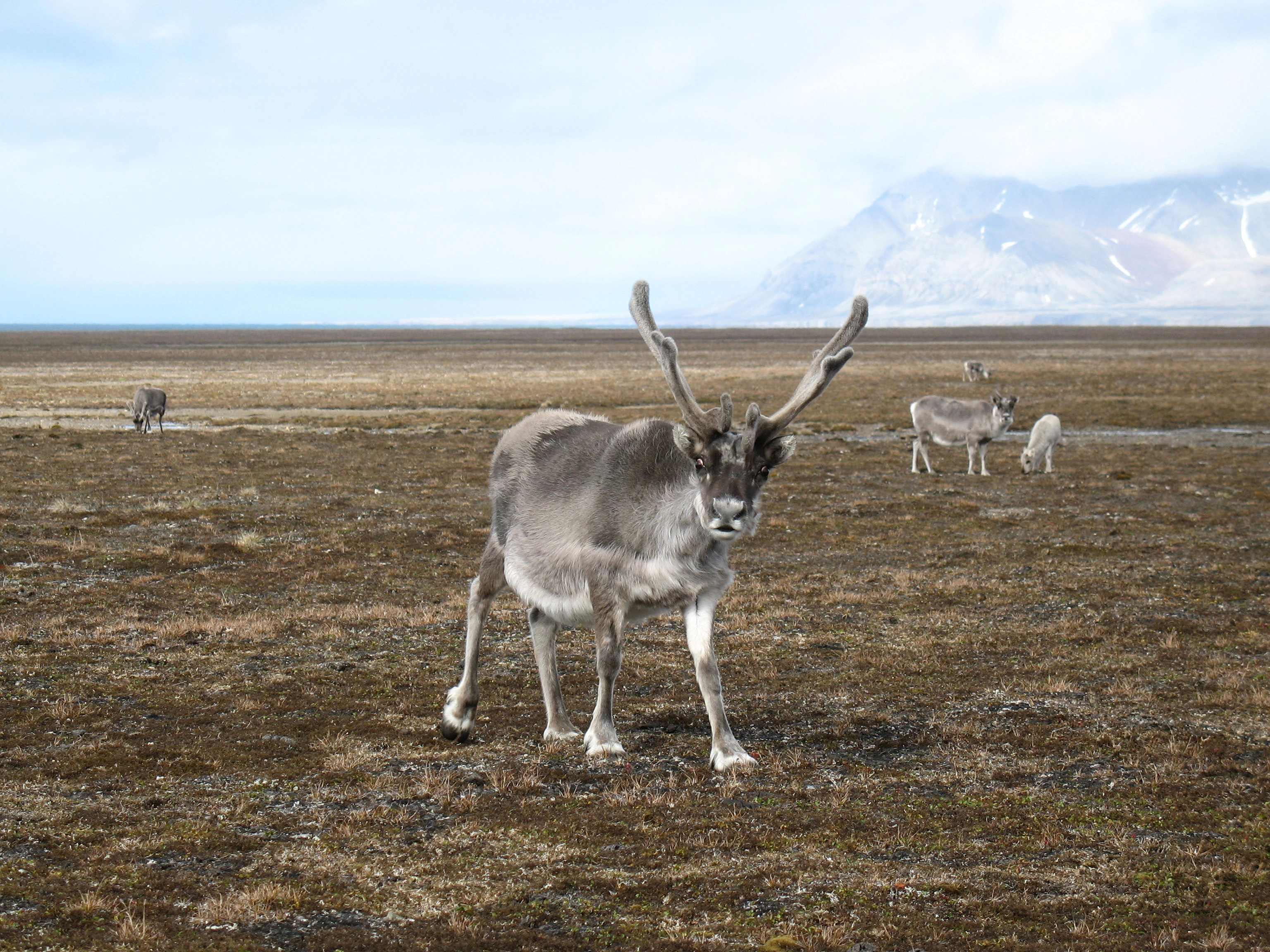 : Rangifer tarandus platyrhynchus.