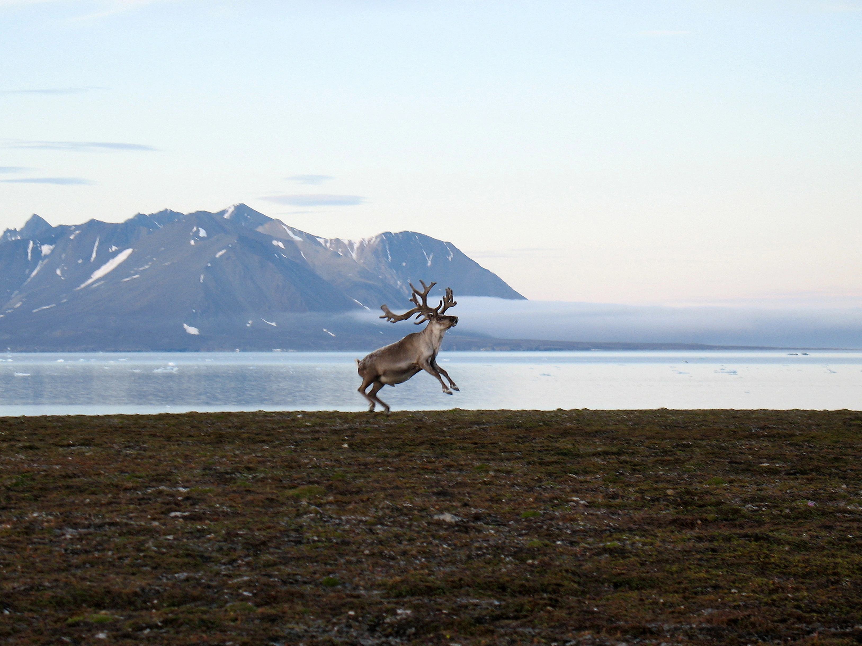 : Rangifer tarandus platyrhynchus.