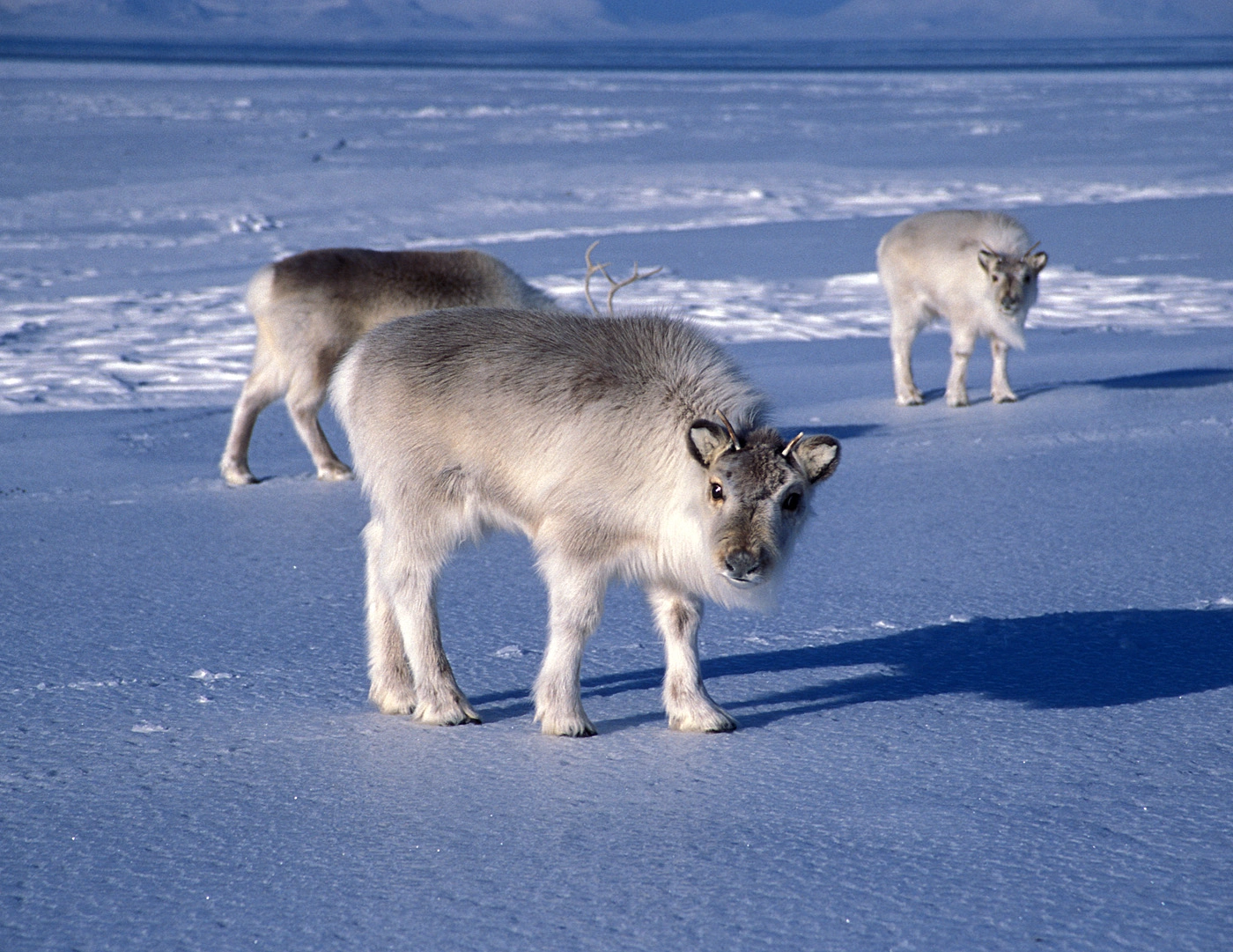 : Rangifer tarandus platyrhynchus.