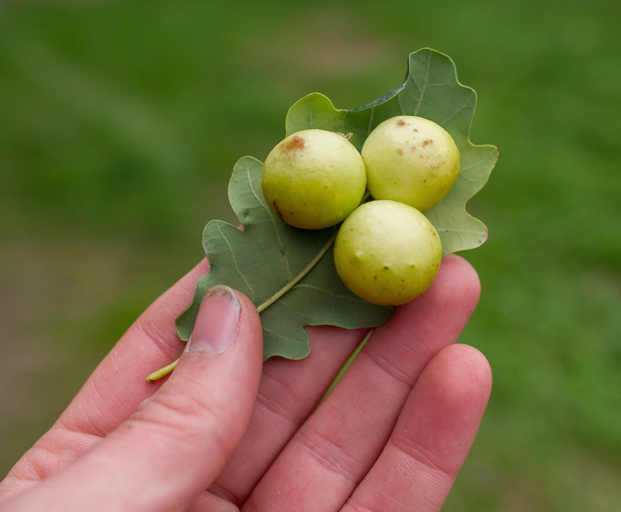 : Cynips quercusfolii.