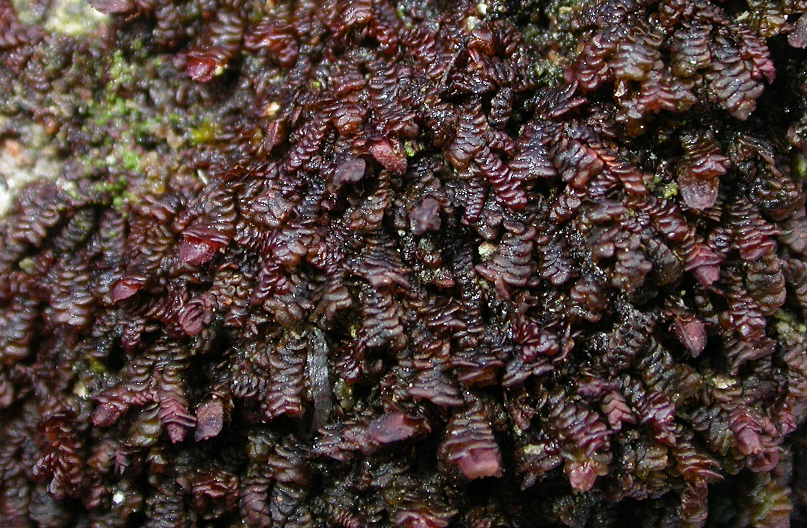 : Frullania dilatata.