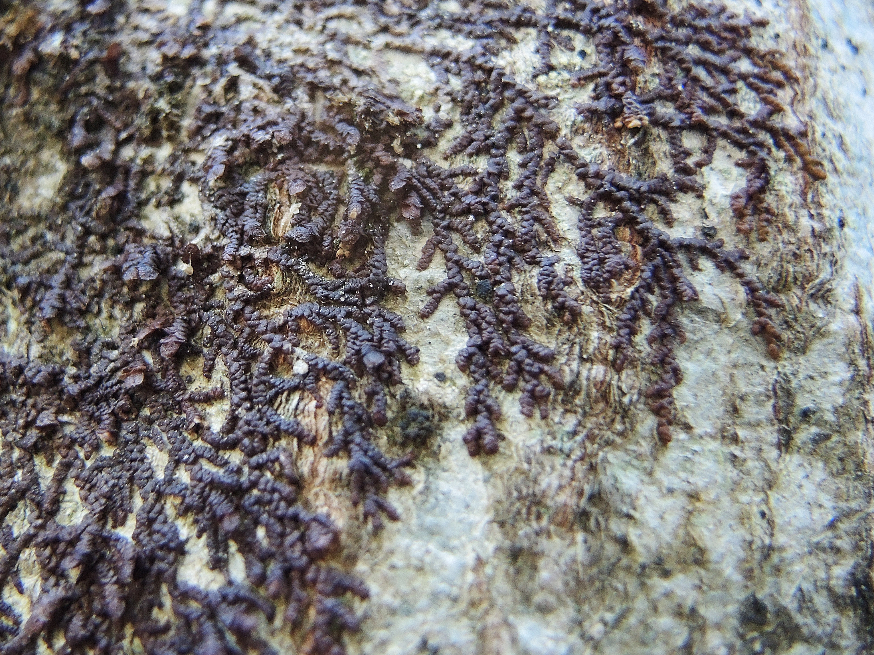 : Frullania dilatata.