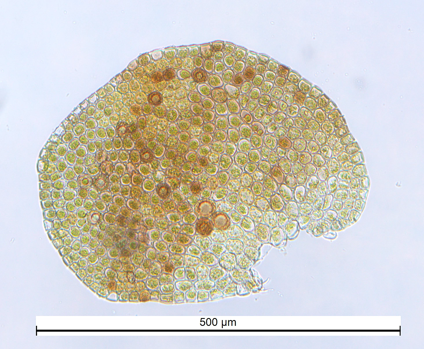 : Frullania fragilifolia.