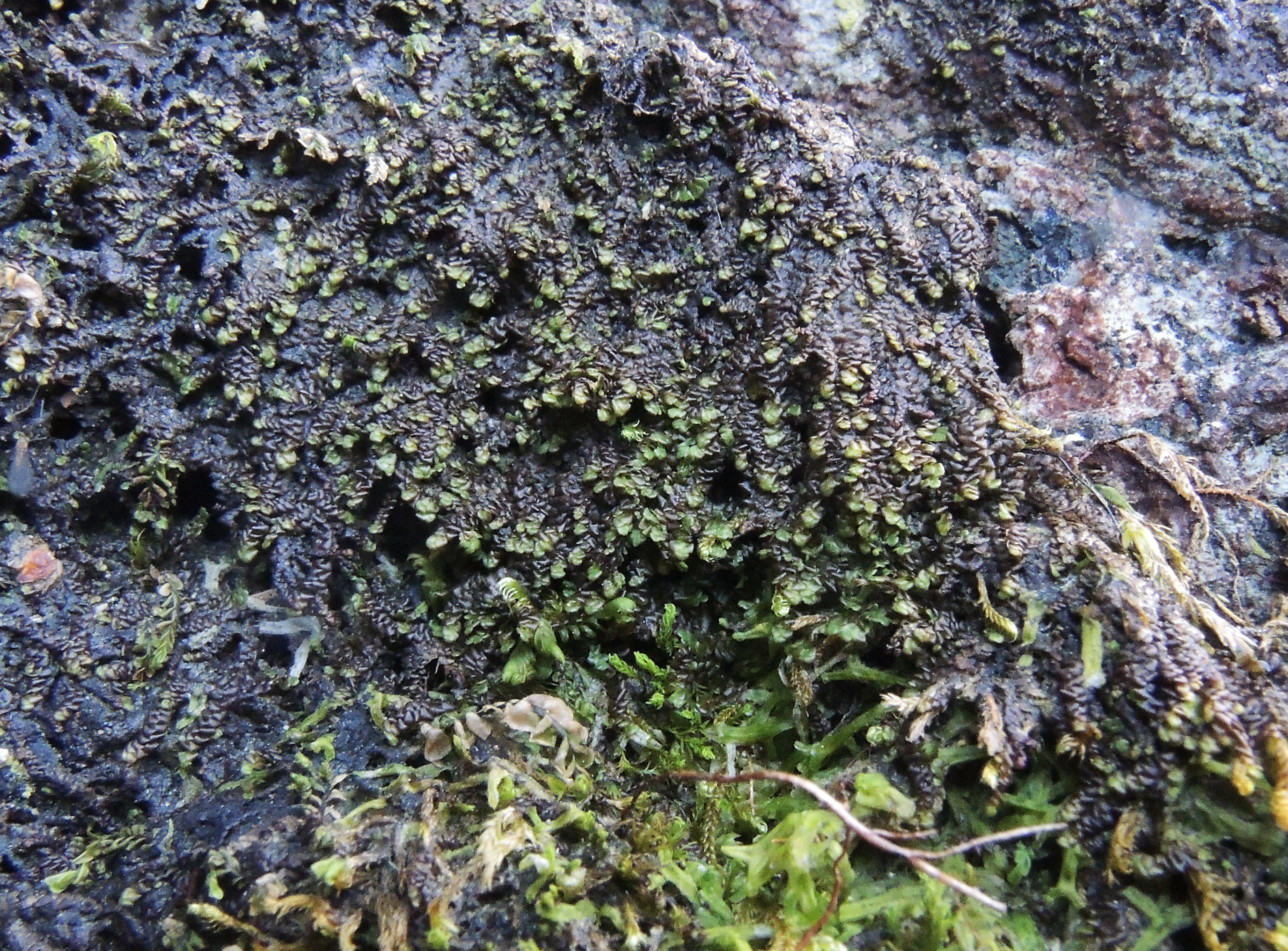 : Frullania jackii.