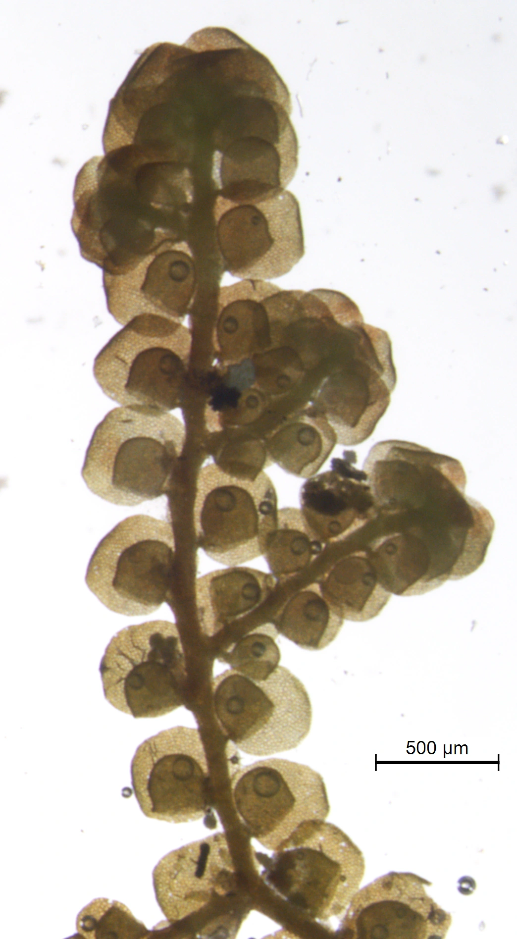 : Frullania oakesiana.