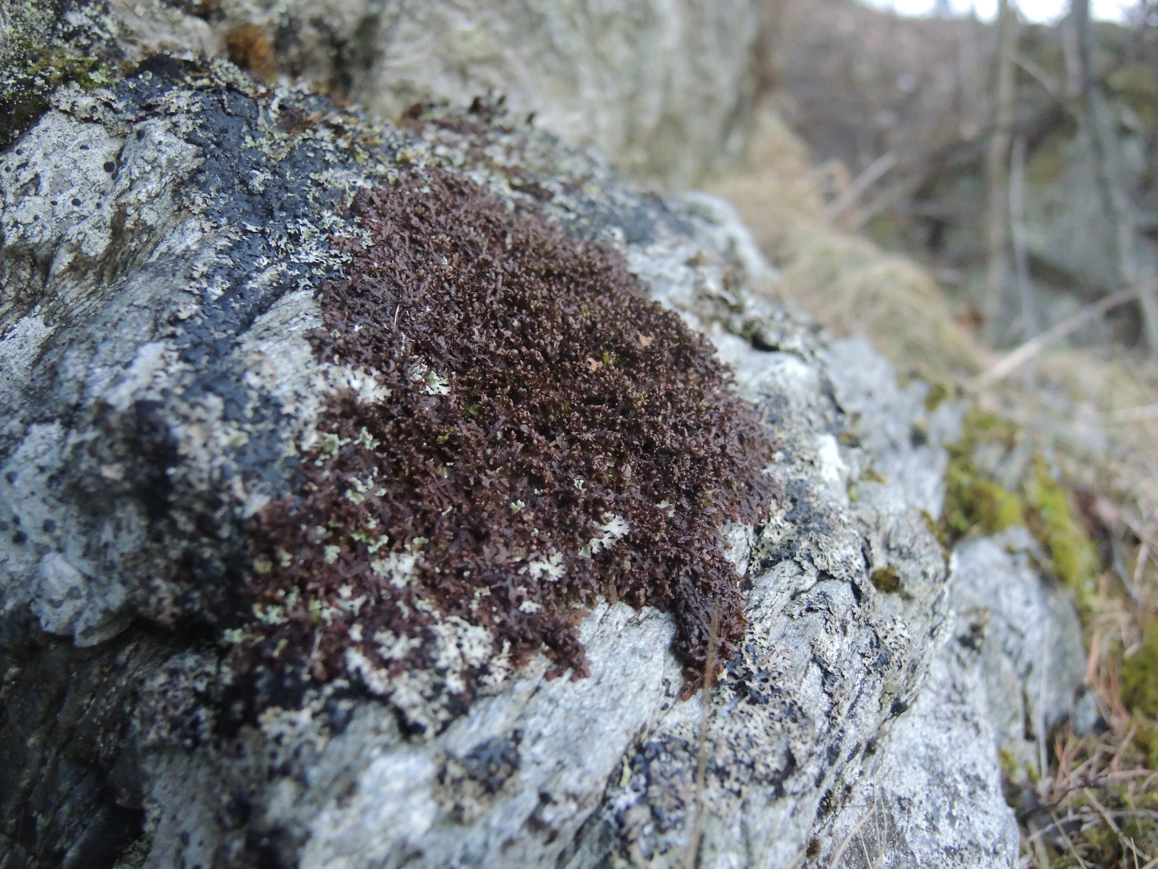 : Frullania tamarisci.