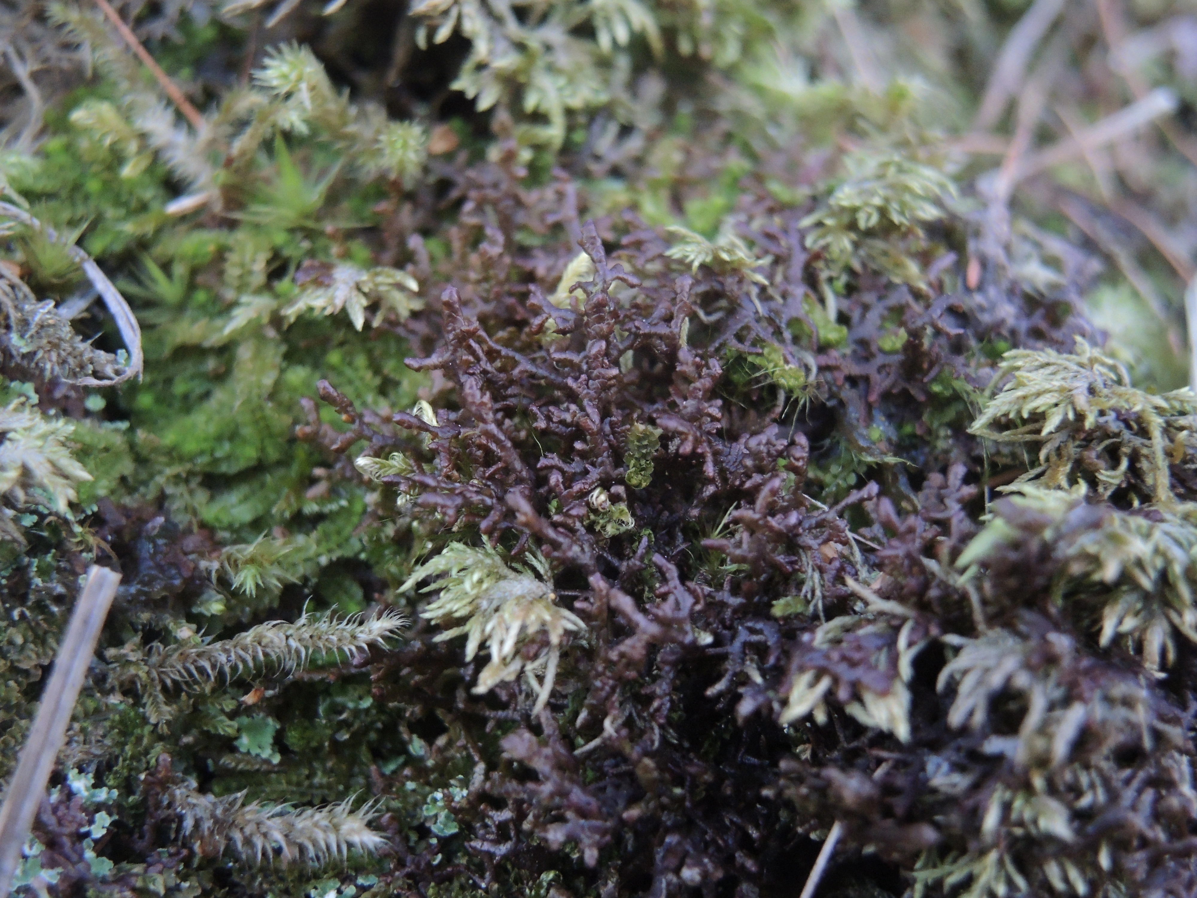 : Frullania tamarisci.