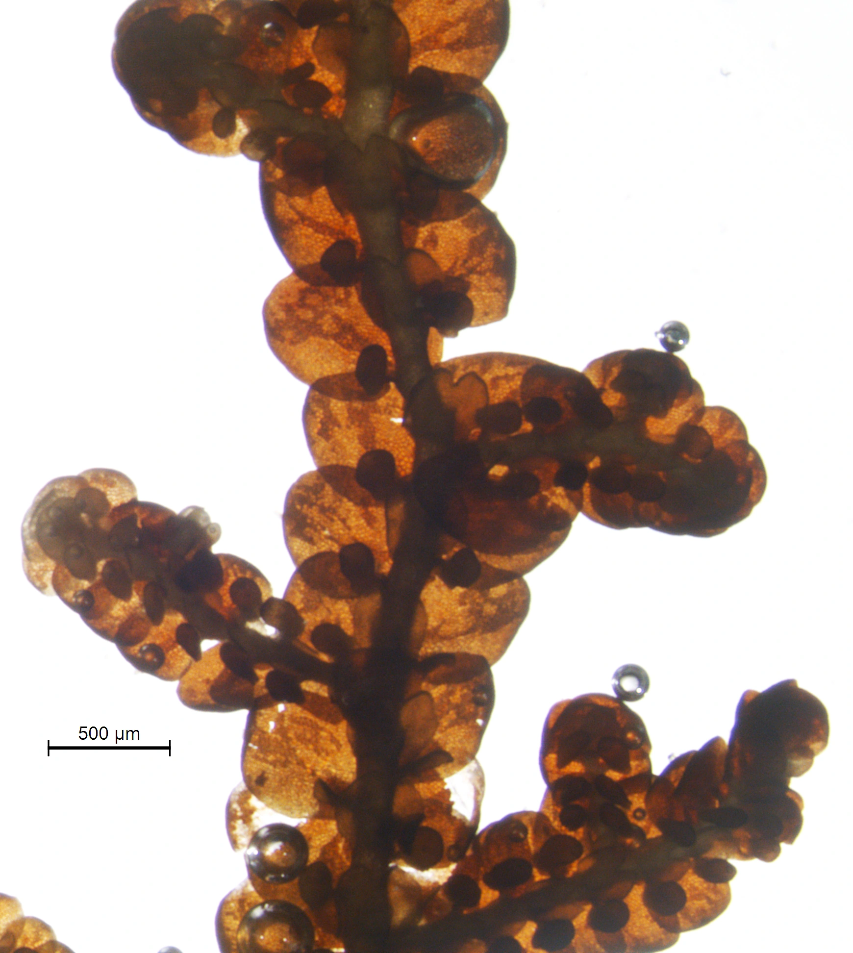 : Frullania tamarisci.