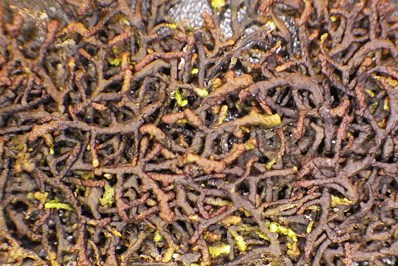 : Frullania teneriffae.