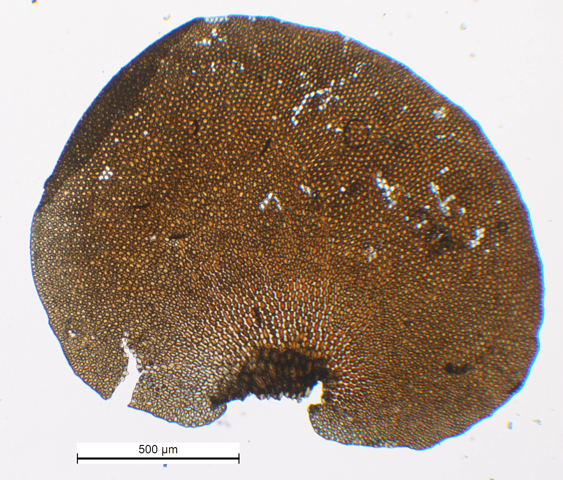 : Frullania teneriffae.