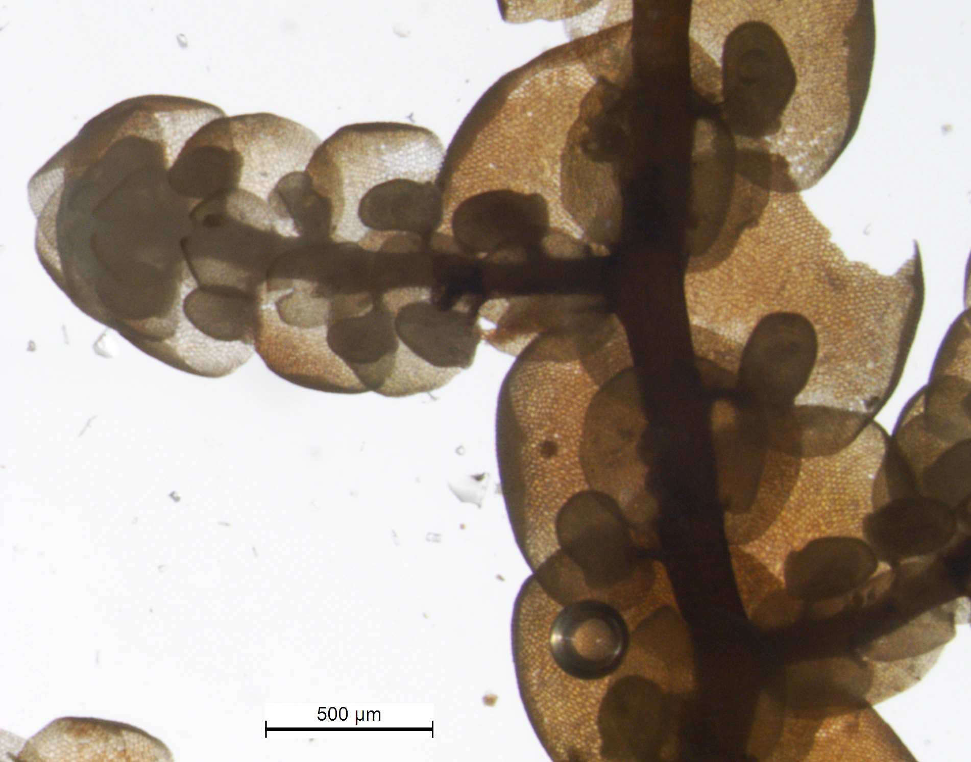 : Frullania teneriffae.