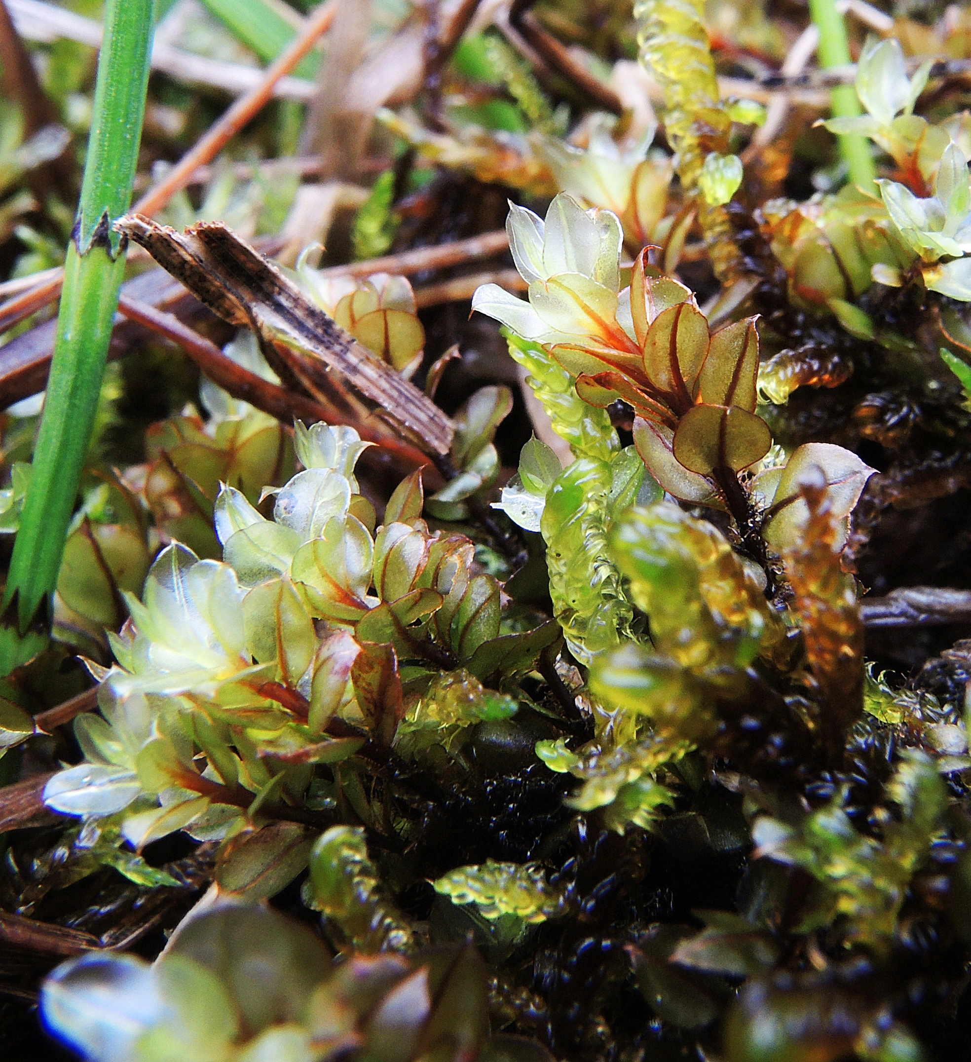 : Cinclidium stygium.