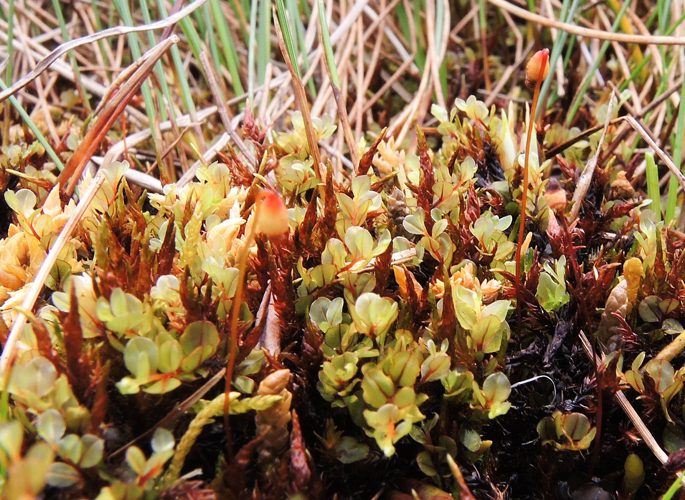 : Cinclidium subrotundum.