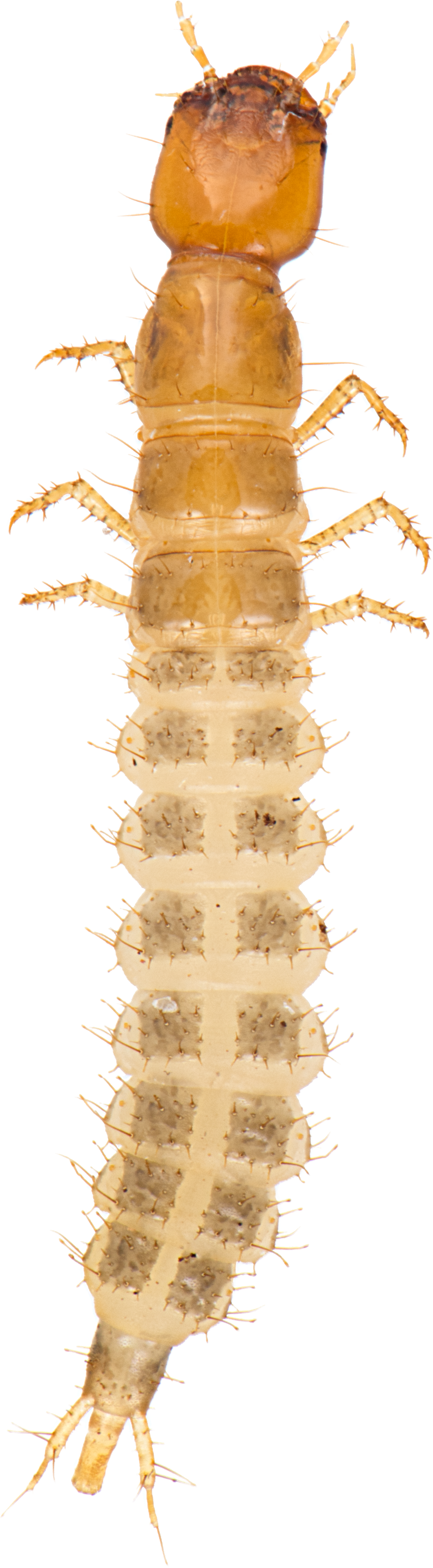 : Staphylinidae.