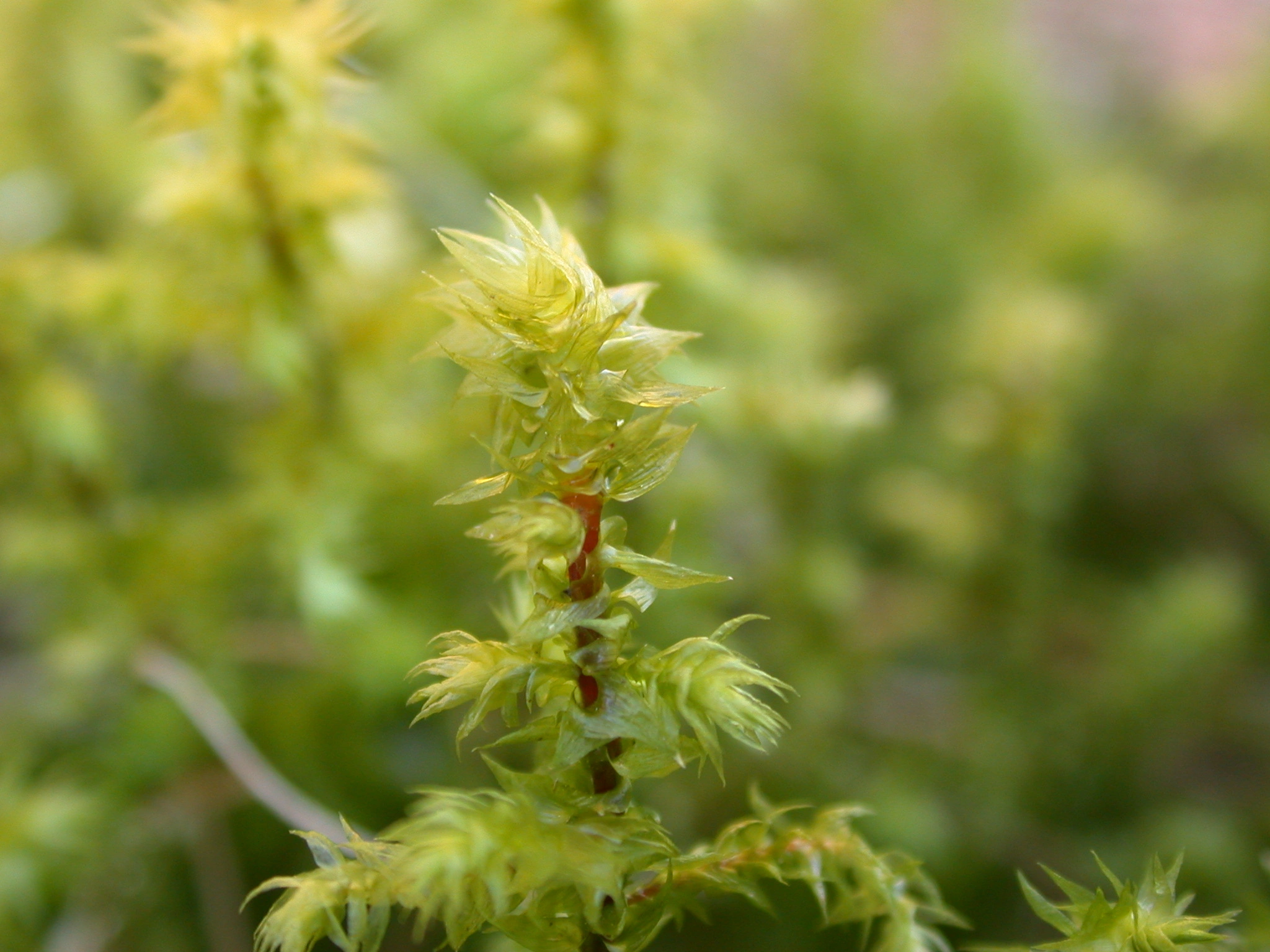 : Hylocomiadelphus triquetrus.