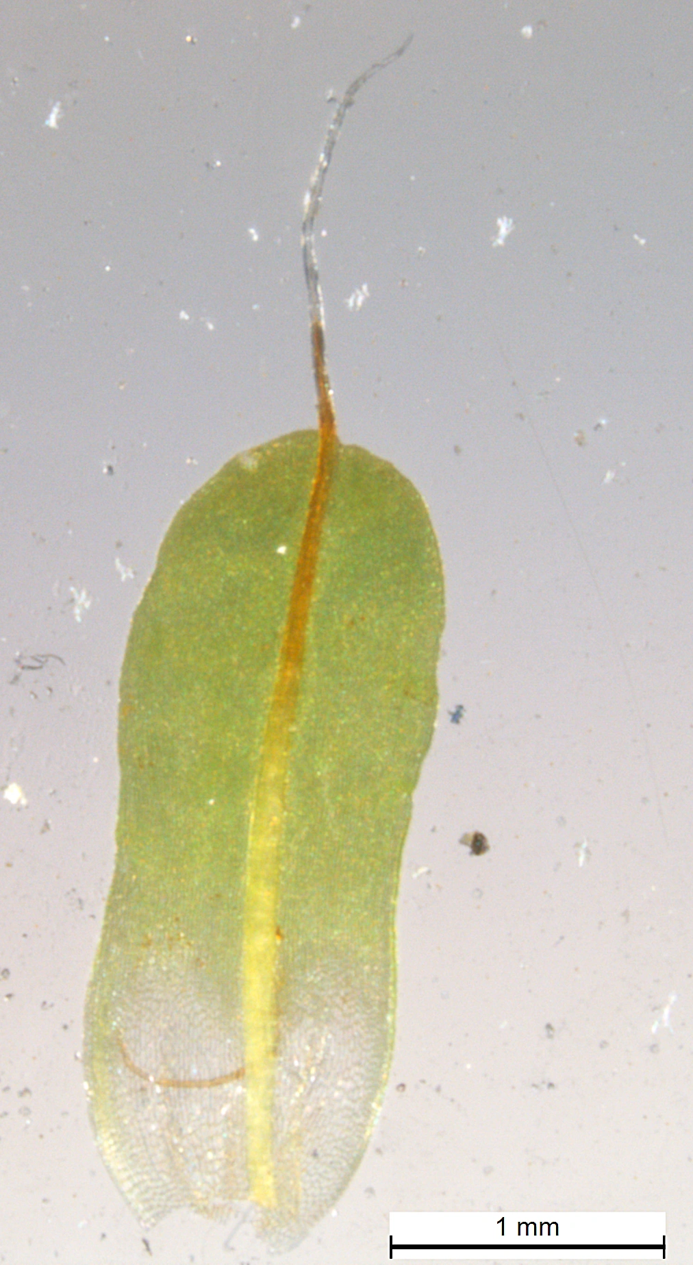 : Syntrichia laevipila.