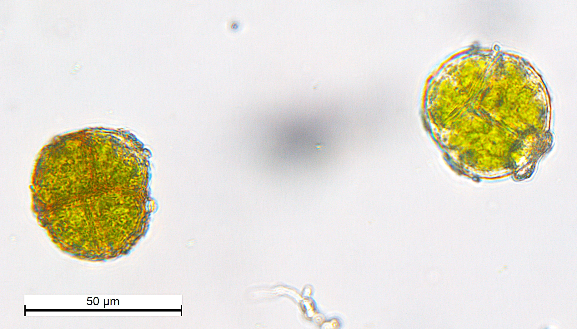 : Syntrichia latifolia.