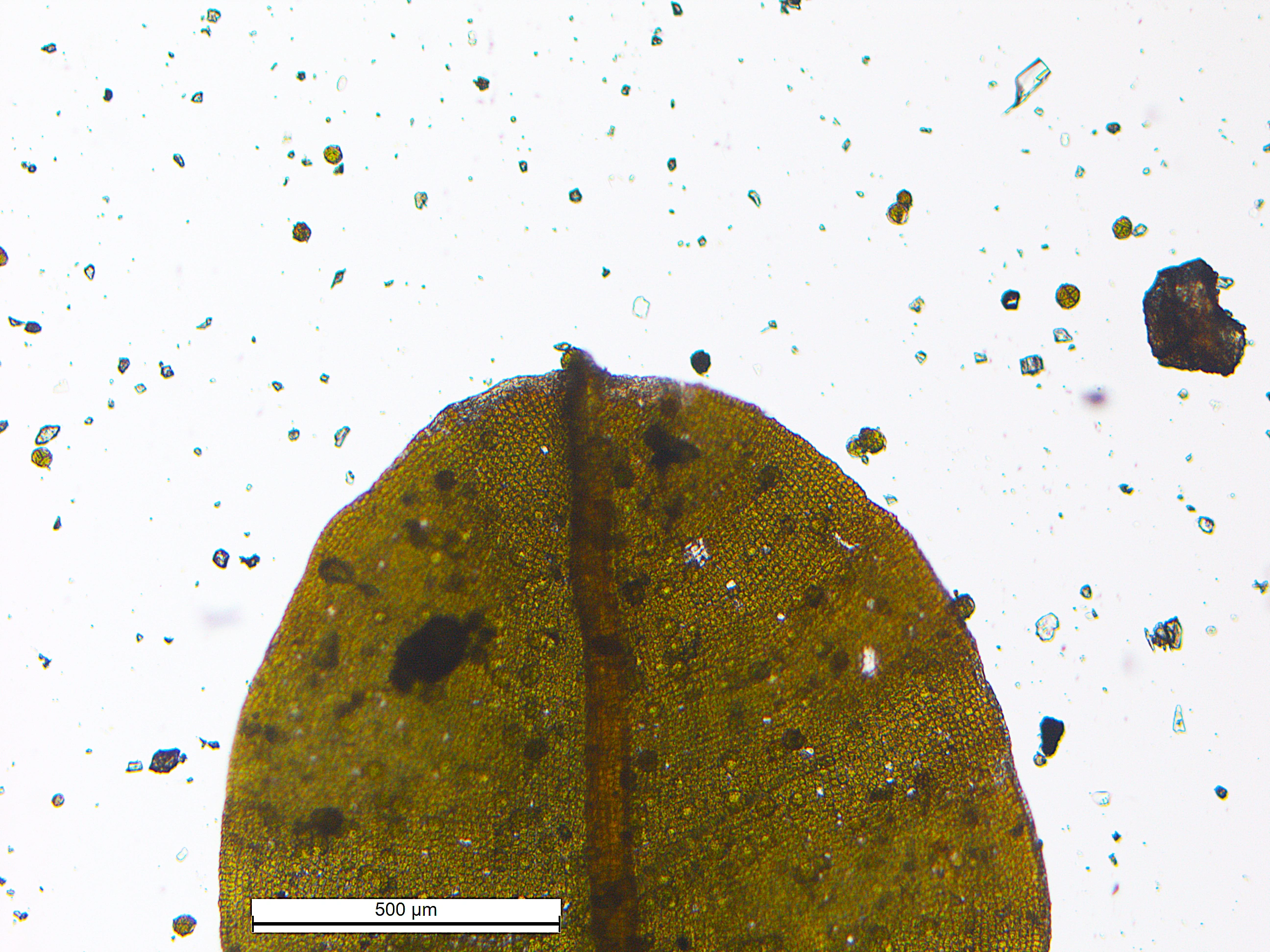 : Syntrichia latifolia.