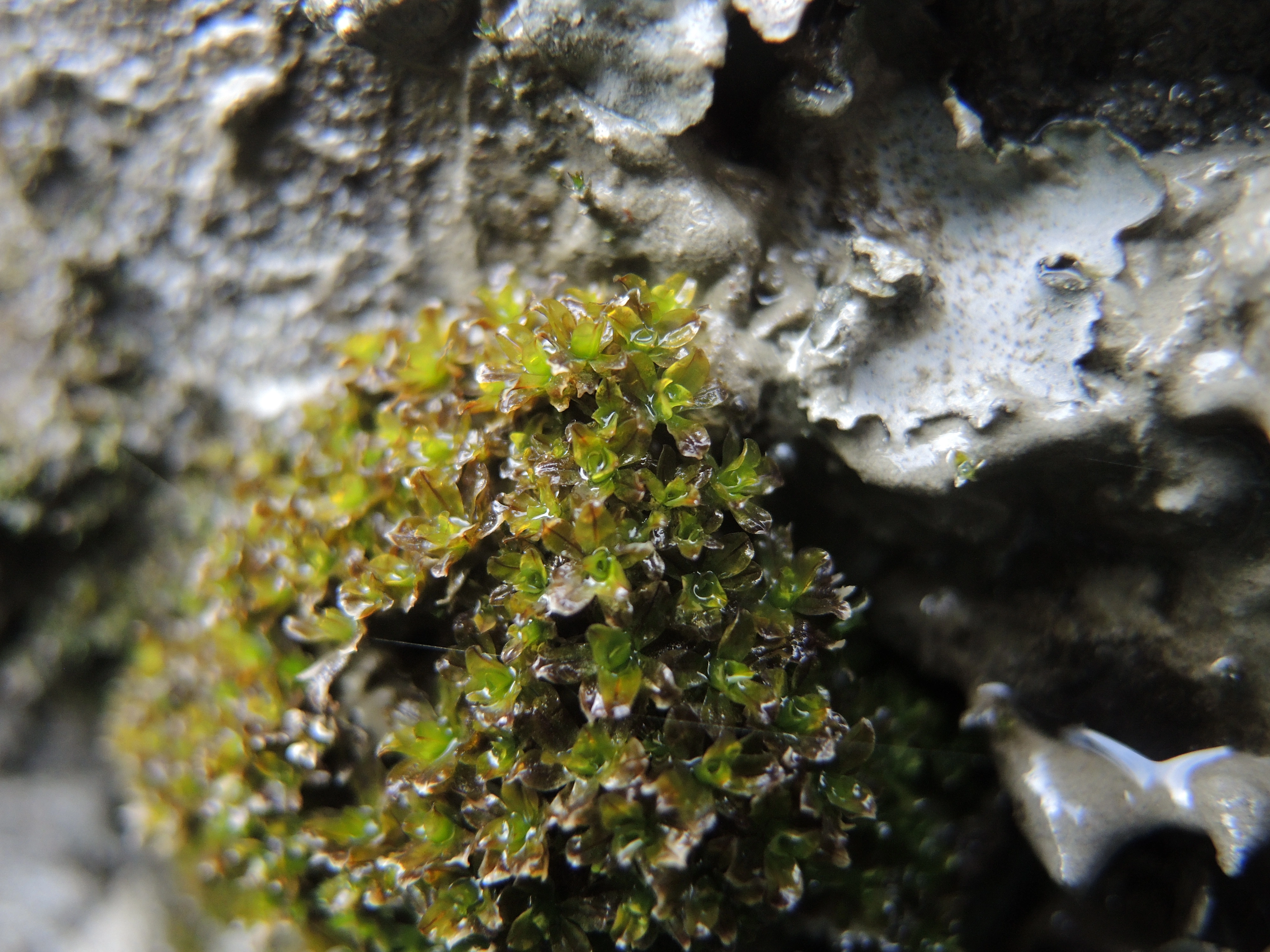 : Syntrichia latifolia.