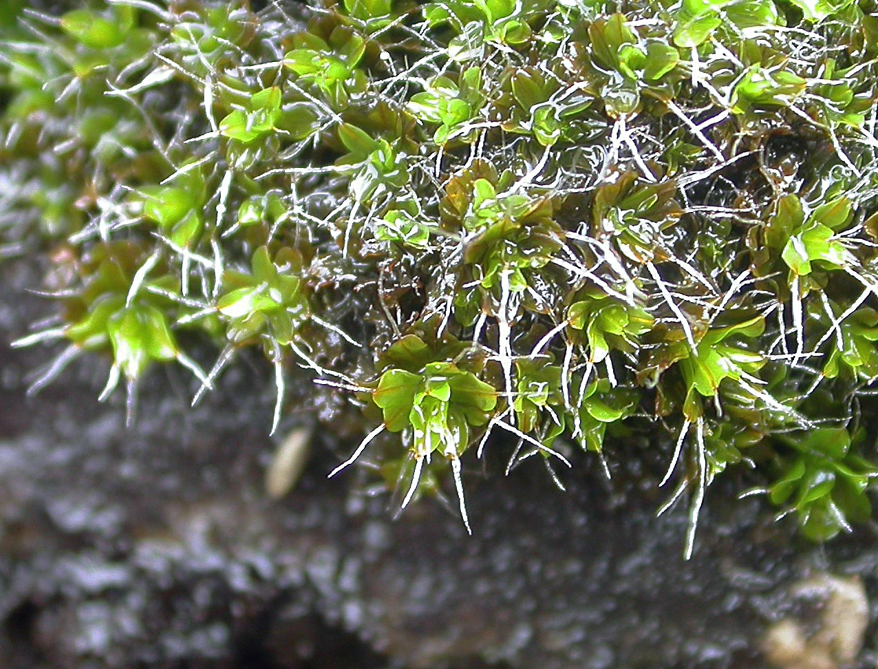 : Syntrichia montana.