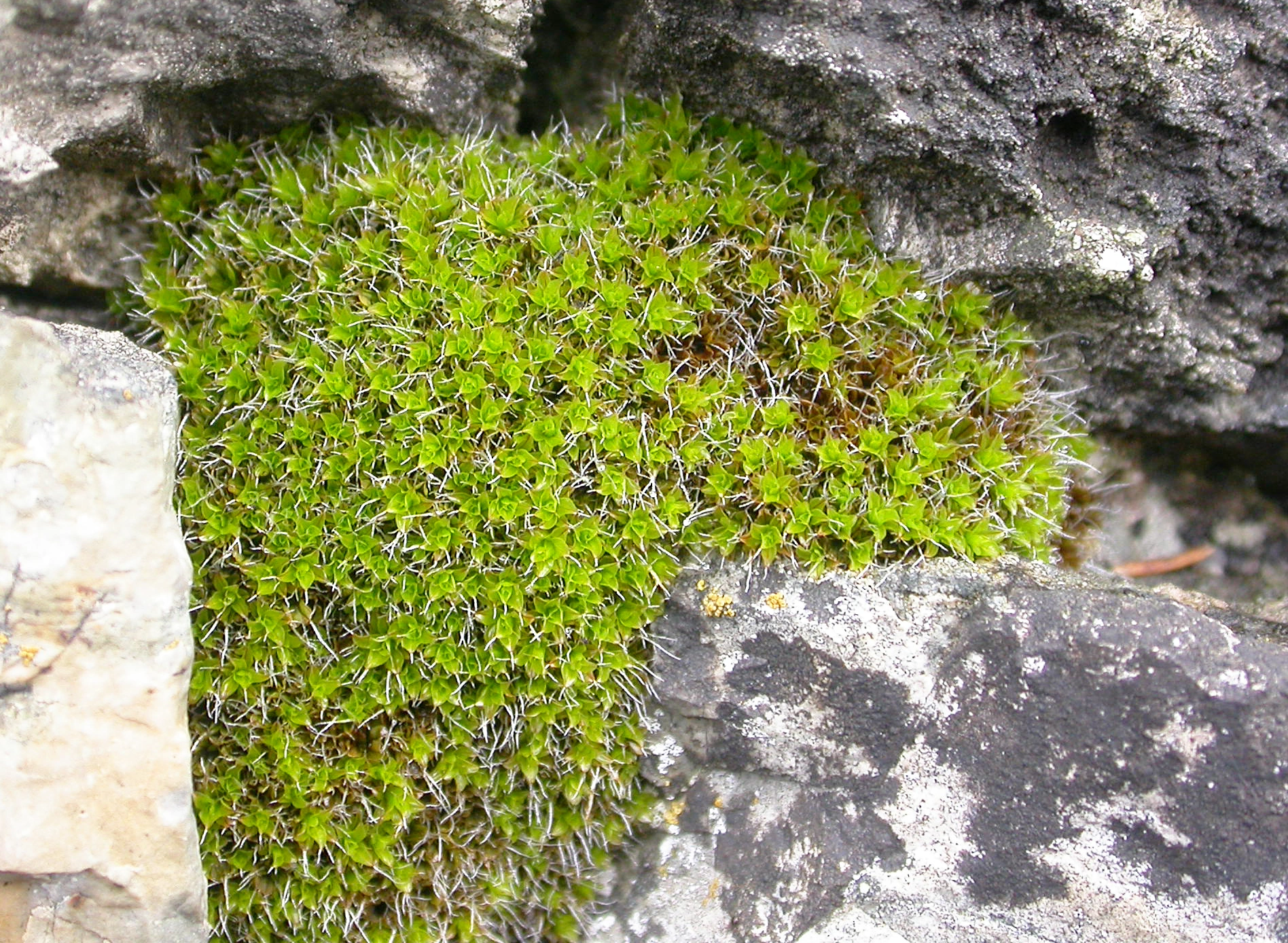 : Syntrichia montana.