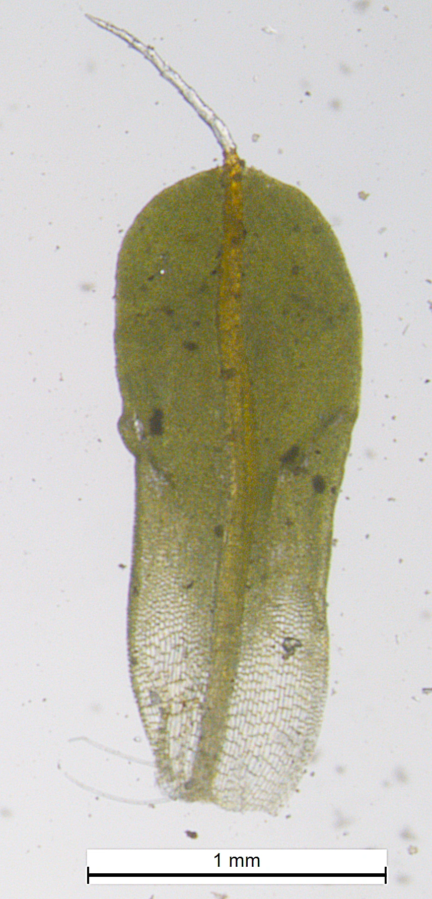 : Syntrichia montana.